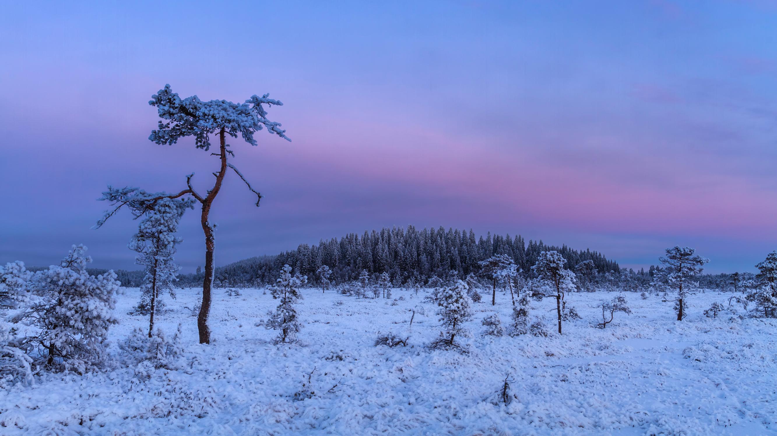 Onko teillä valkea joulu? Lumi pehmentää talvimaiseman ja suojaa elämää