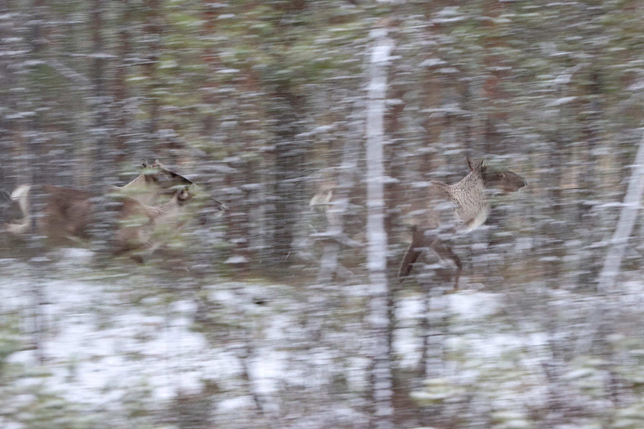 Metsäpeurat elelevät luonnonmukai­sessa totutus­aitauksessa, josta ne on tarkoitus päästää myöhemmin vapaiksi.