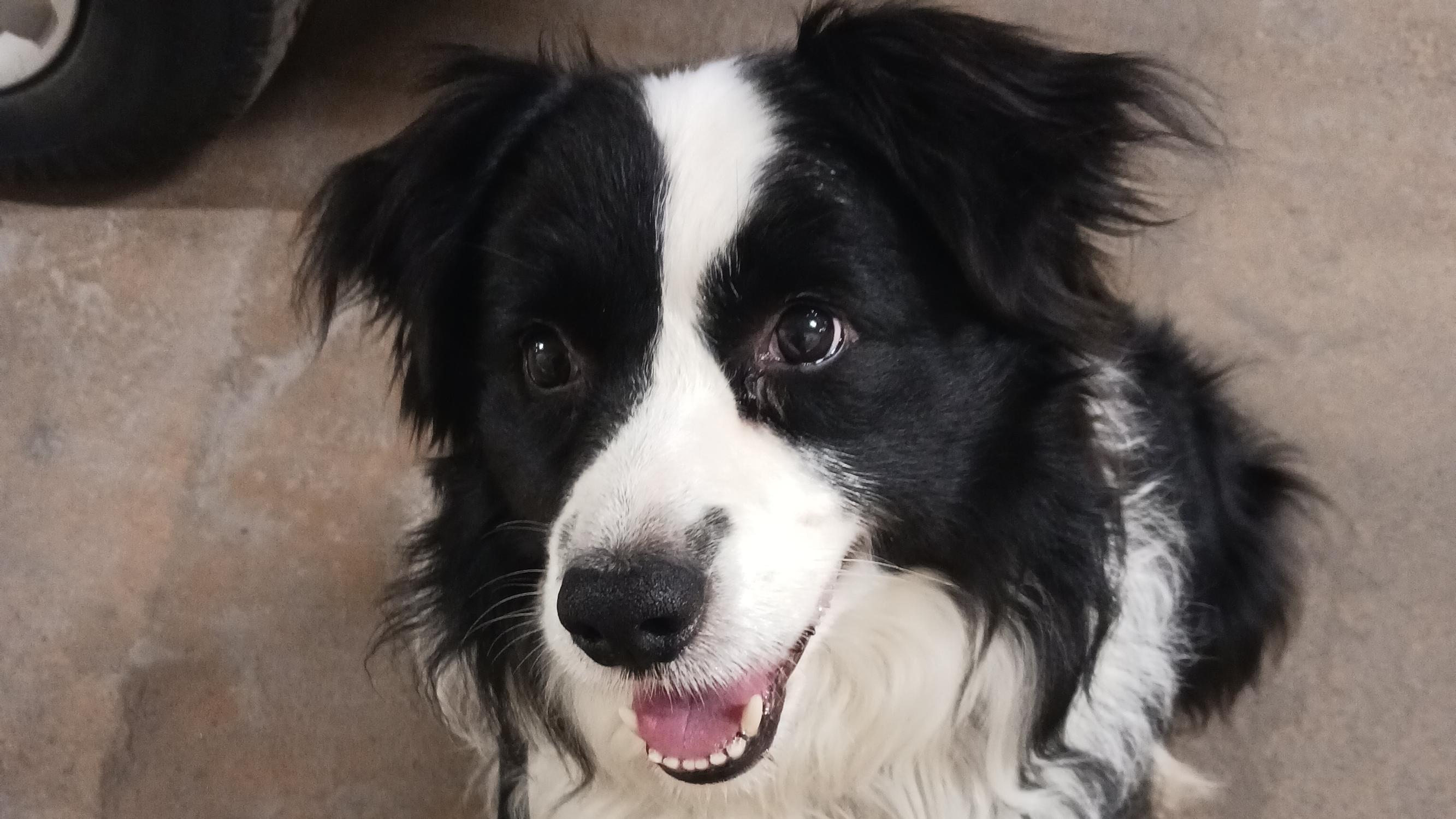Bordercollie Nuka tuli Tarja Hiekkalinnan elämään suuren surun keskellä: ”Käsimerkeillä opettelimme yhteistä kieltä”