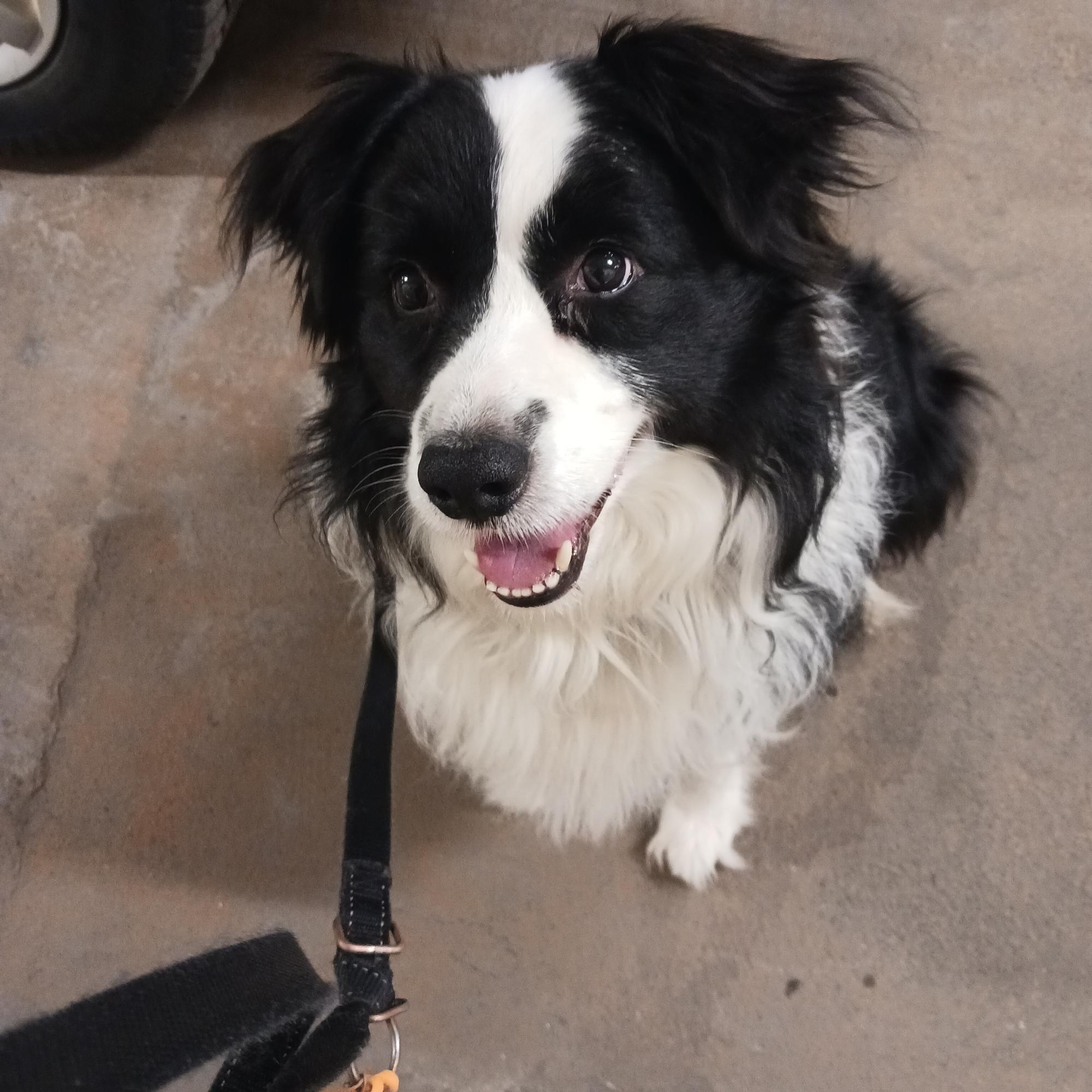 Bordercollie Nuka tuli Tarja Hiekkalinnan elämään suuren surun keskellä: ”Käsimerkeillä opettelimme yhteistä kieltä”
