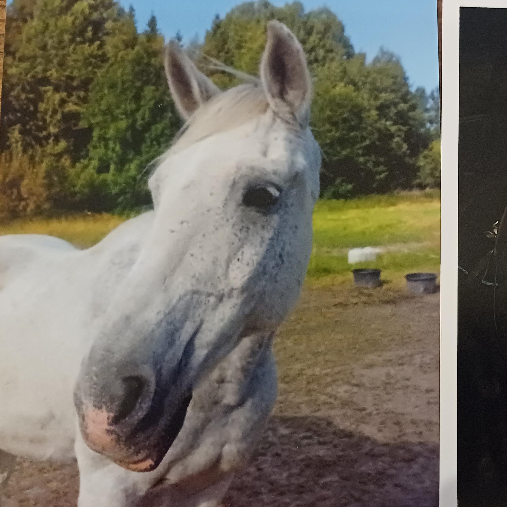 Viisas Eron oli vapaa sielu ja hevonen, joka osasi avata sekä solmut että sydämet