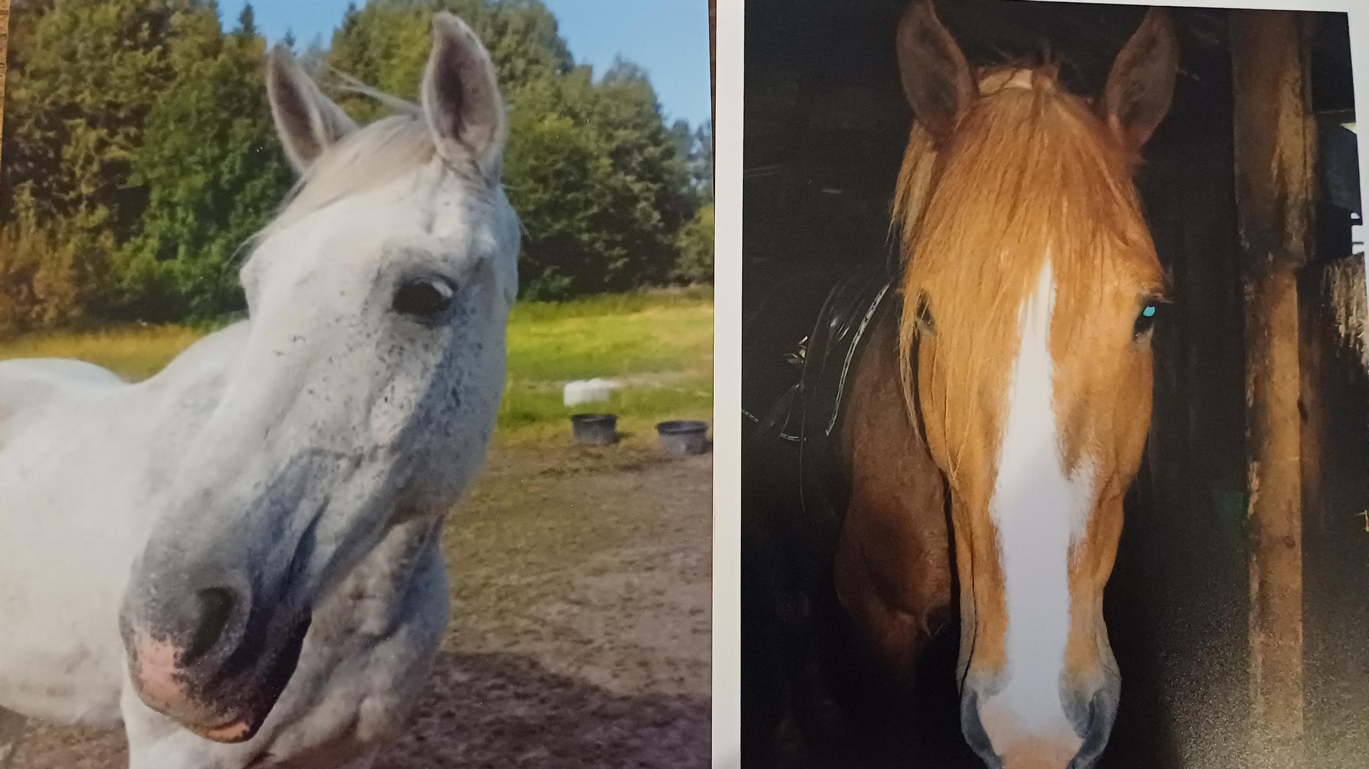 Viisas Eron oli vapaa sielu ja hevonen, joka osasi avata sekä solmut että sydämet