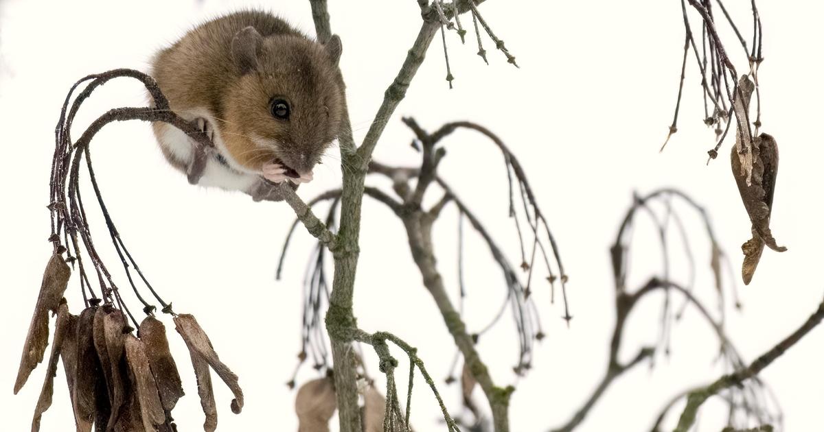 Pysty Hiiri Hiiri puussa | Linturetki tuotti hauskan yllätyksen | Upeat kuvat | Apu