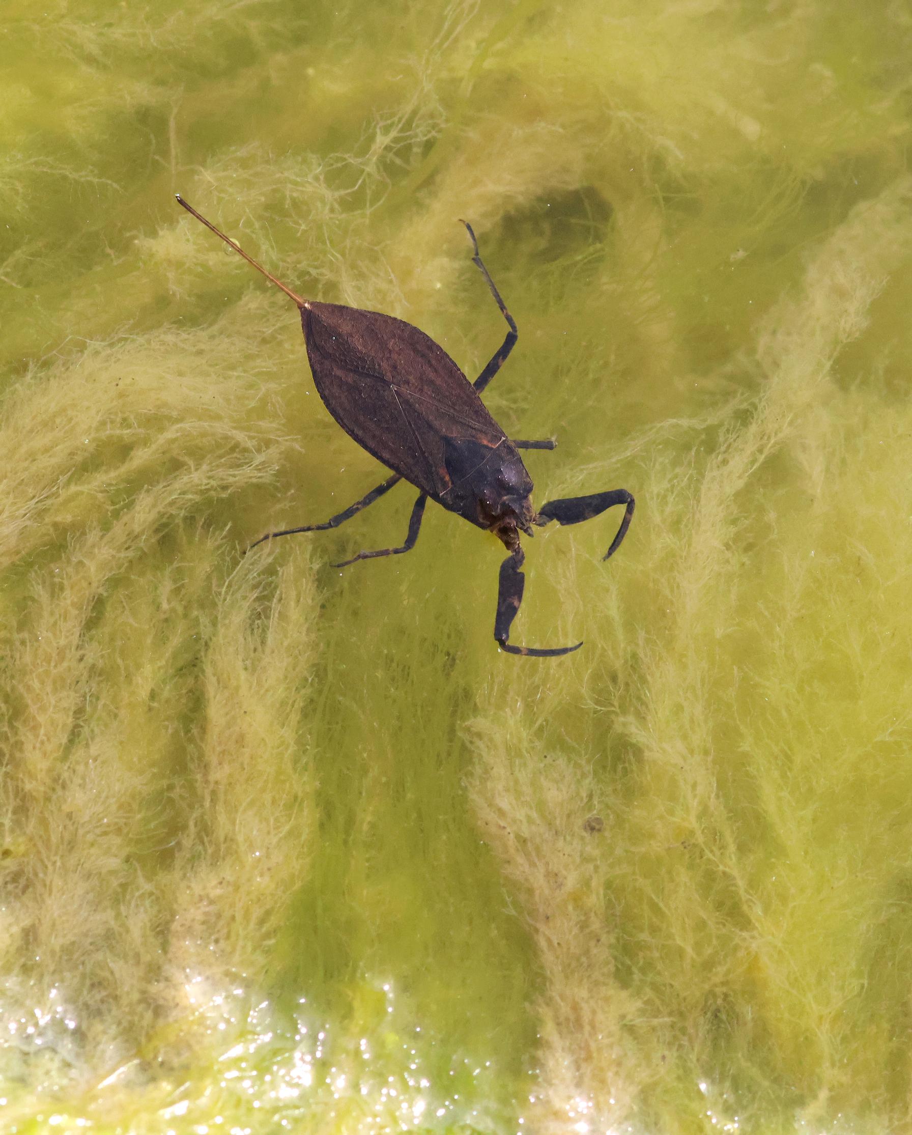 [Image] Vesiskorpioni on hyönteinen. Sen kuudesta raajasta etumaiset ovat kehittyneet voimakkaiksi pihdeiksi.