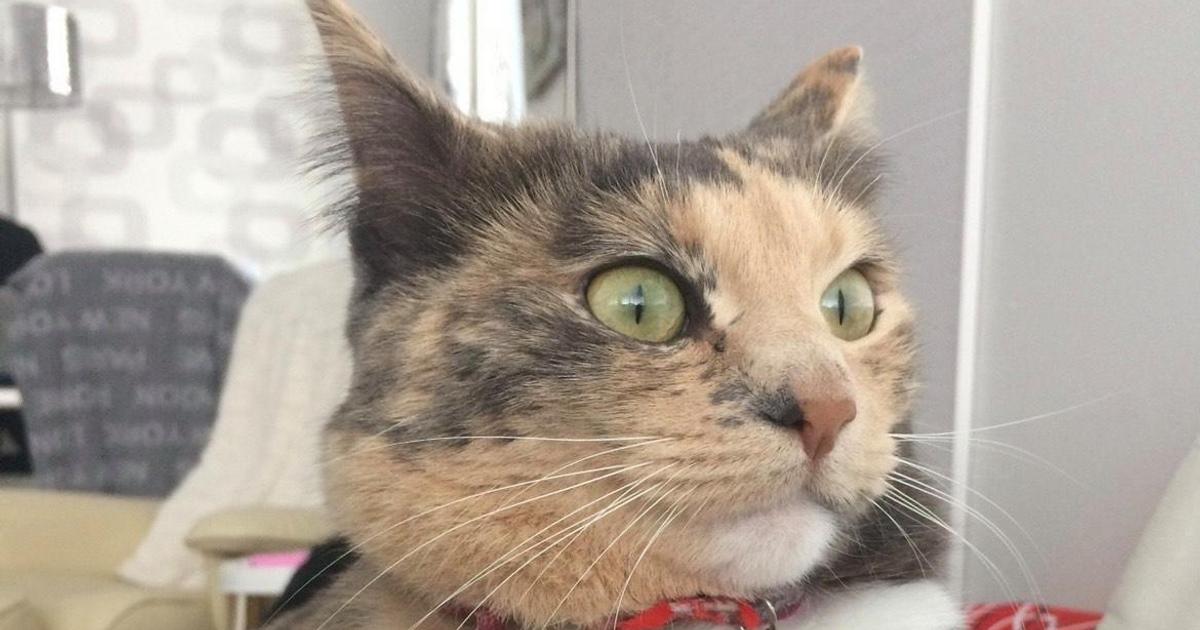 Tofi kissa Tuki Jari Tornikoskea Eron J lkeen El m ni El in Apu tofi-kissa-tuki-jari-tornikoskea-eron-j-lkeen-el-m-ni-el-in-apu