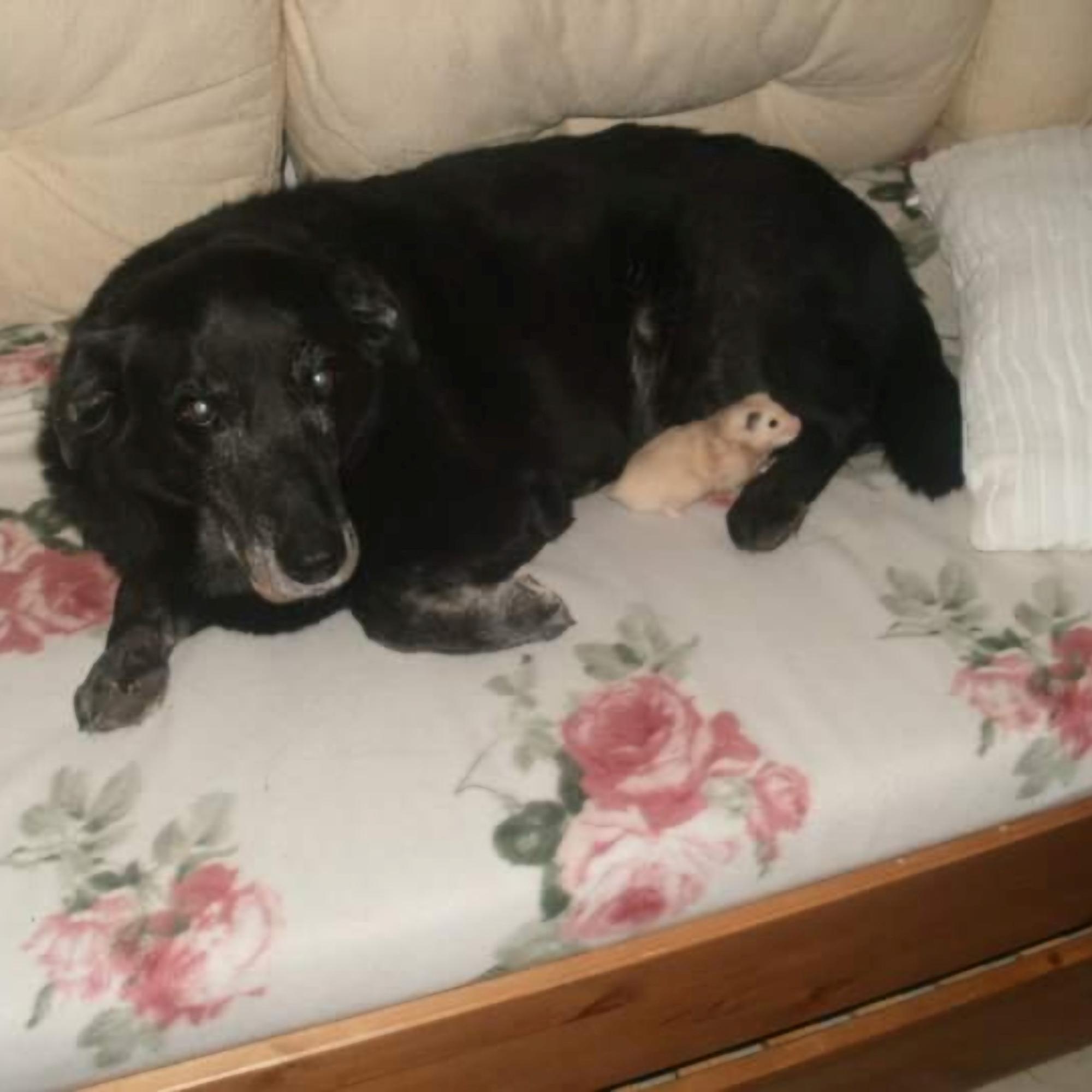 Dai Kulmalan sydämen vienyt Sasa-koira oli kaikkien kaveri, jopa jyrsijöiden – ”Sasa ei halunnut pahaa kenellekään”