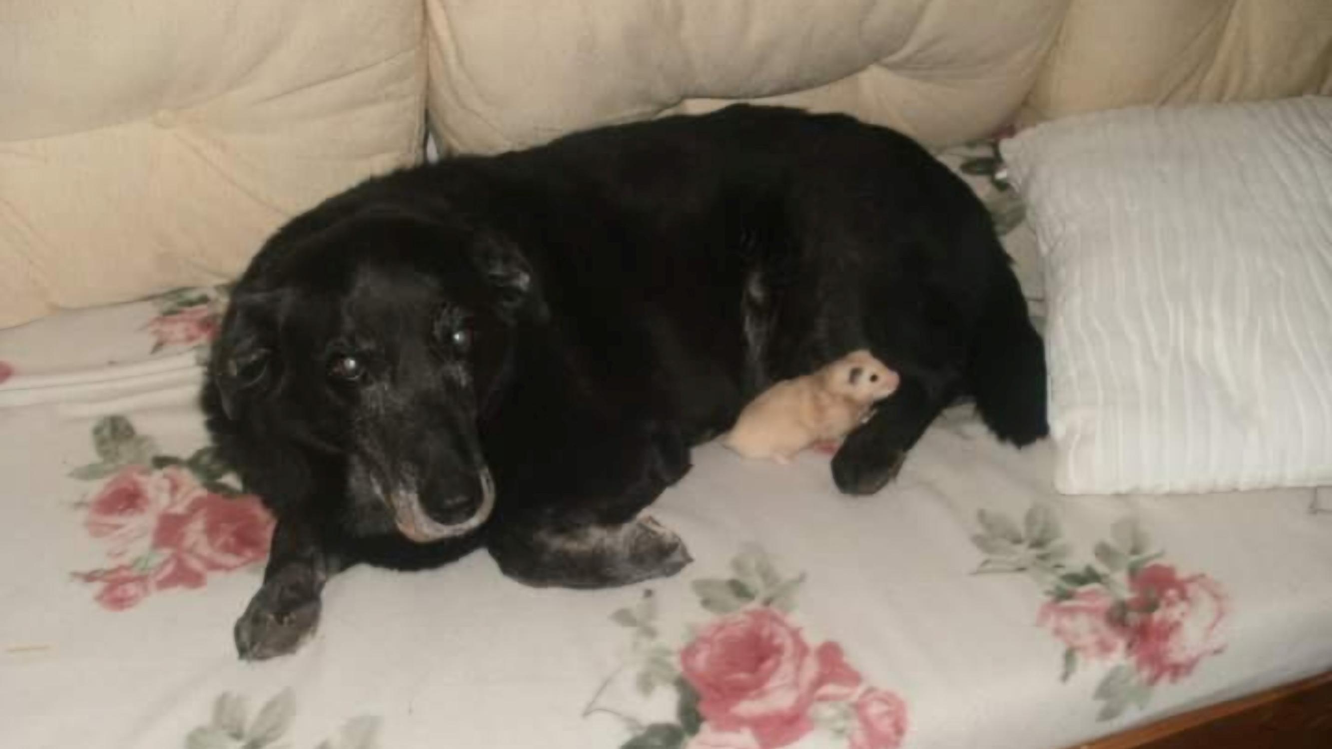 Dai Kulmalan sydämen vienyt Sasa-koira oli kaikkien kaveri, jopa jyrsijöiden – ”Sasa ei halunnut pahaa kenellekään”