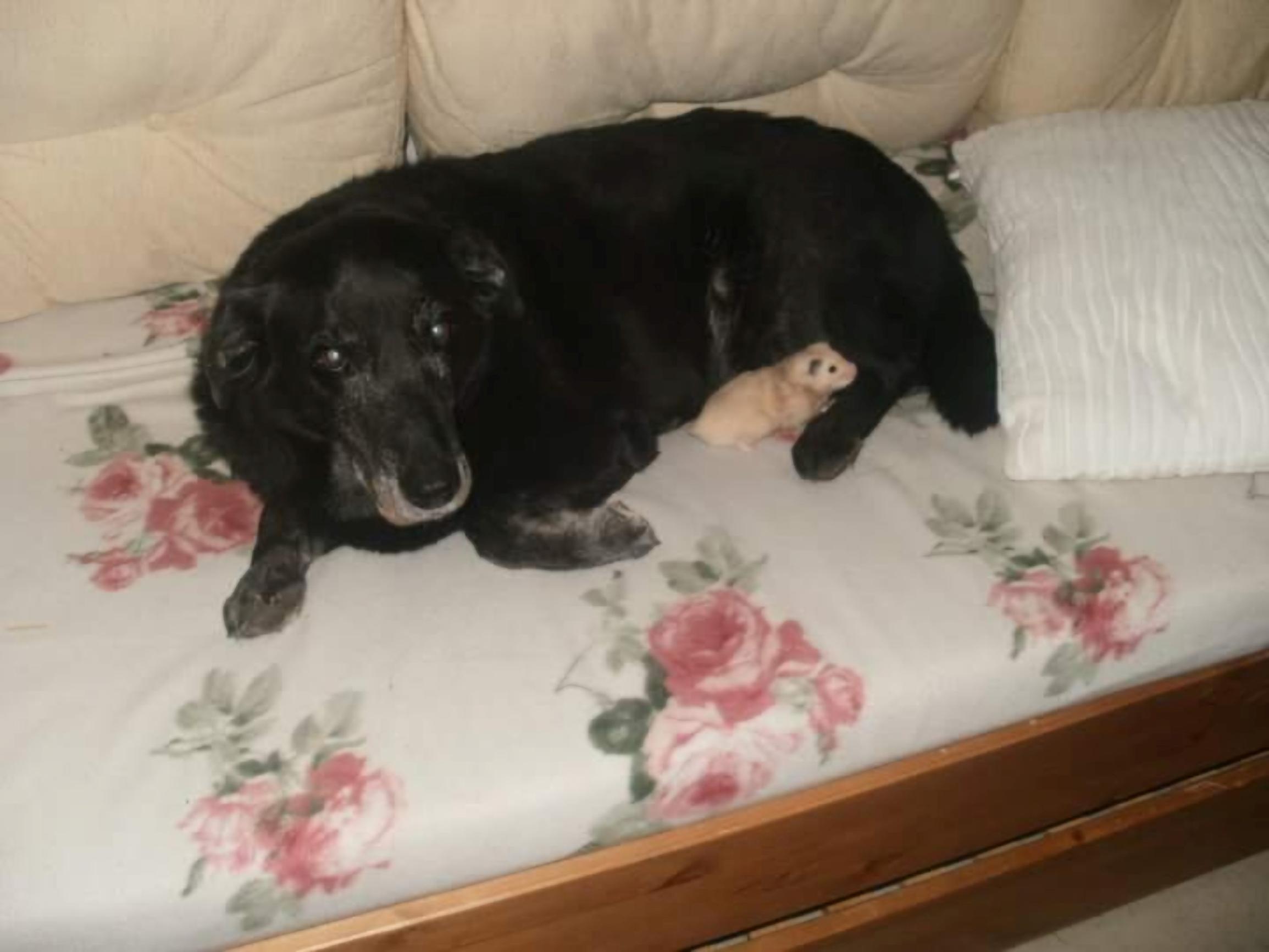 Dai Kulmalan sydämen vienyt Sasa-koira oli kaikkien kaveri, jopa jyrsijöiden – ”Sasa ei halunnut pahaa kenellekään”