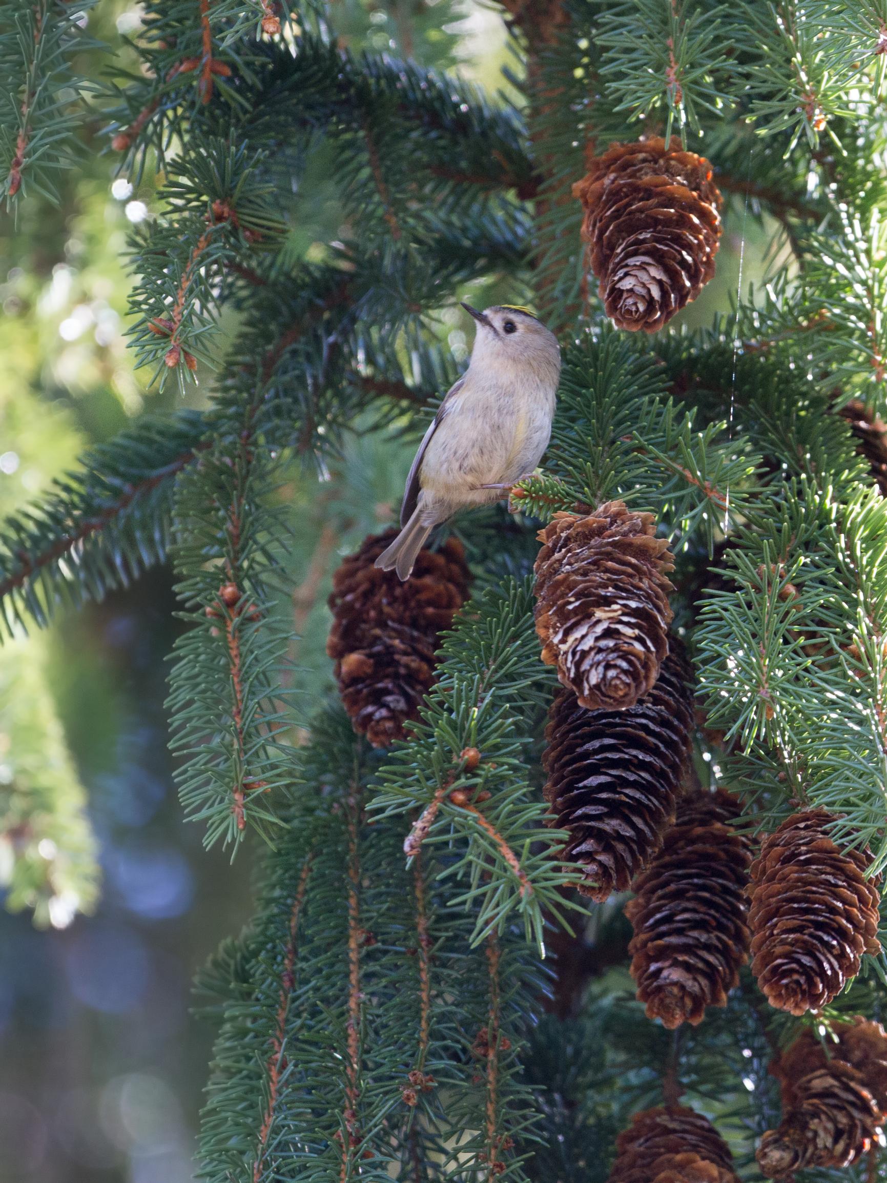 Suomen pienin lintu joutuu syömään pakkasella satoja hämähäkkejä – Kylmä talvi voi tappaa suurimman osan hippiäisistä
