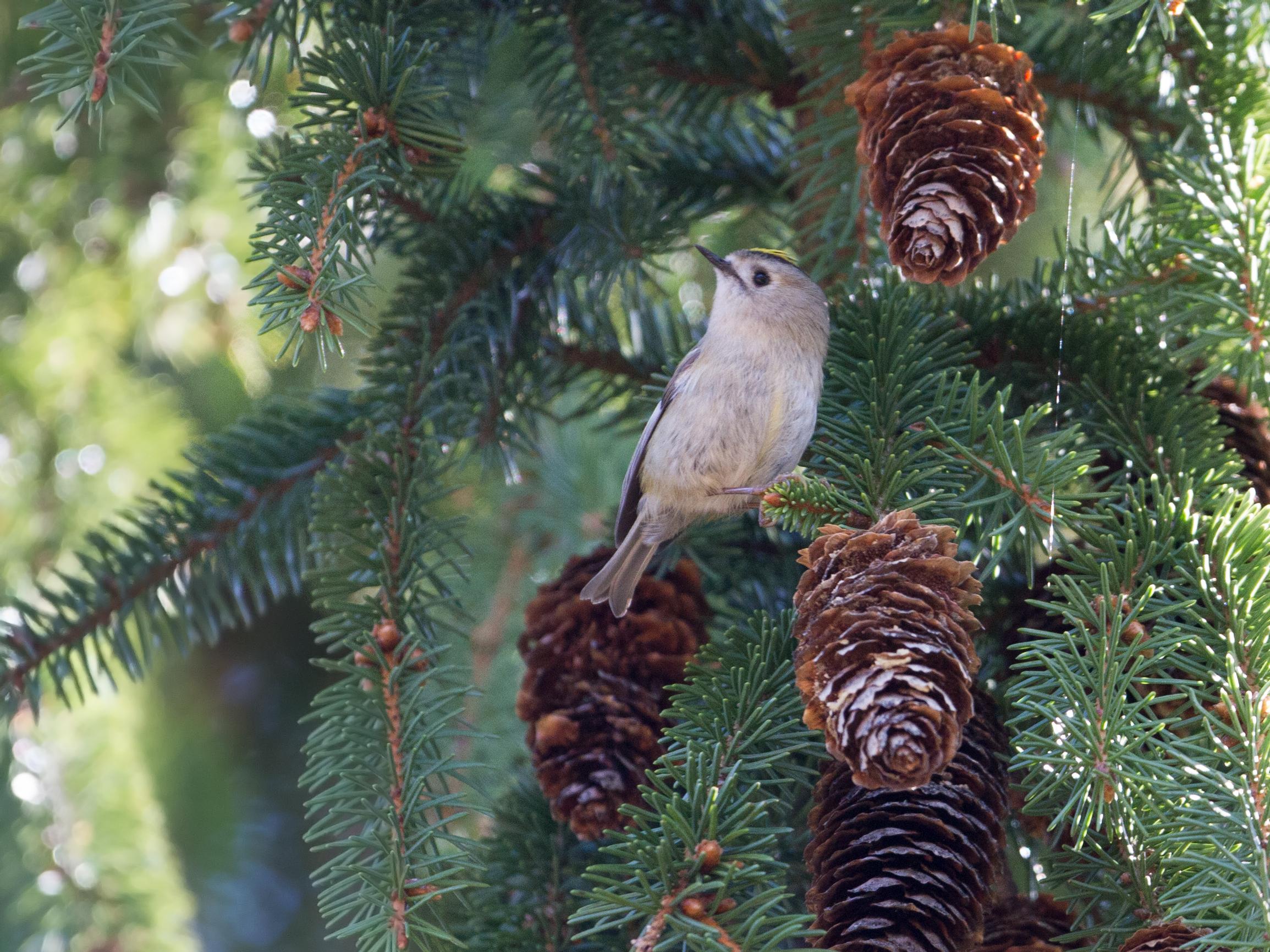 Suomen pienin lintu joutuu syömään pakkasella satoja hämähäkkejä – Kylmä talvi voi tappaa suurimman osan hippiäisistä