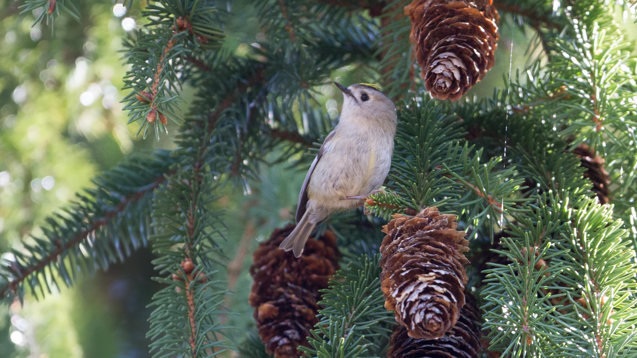 Suomen pienin lintu joutuu syömään pakkasella satoja hämähäkkejä – Kylmä talvi voi tappaa suurimman osan hippiäisistä
