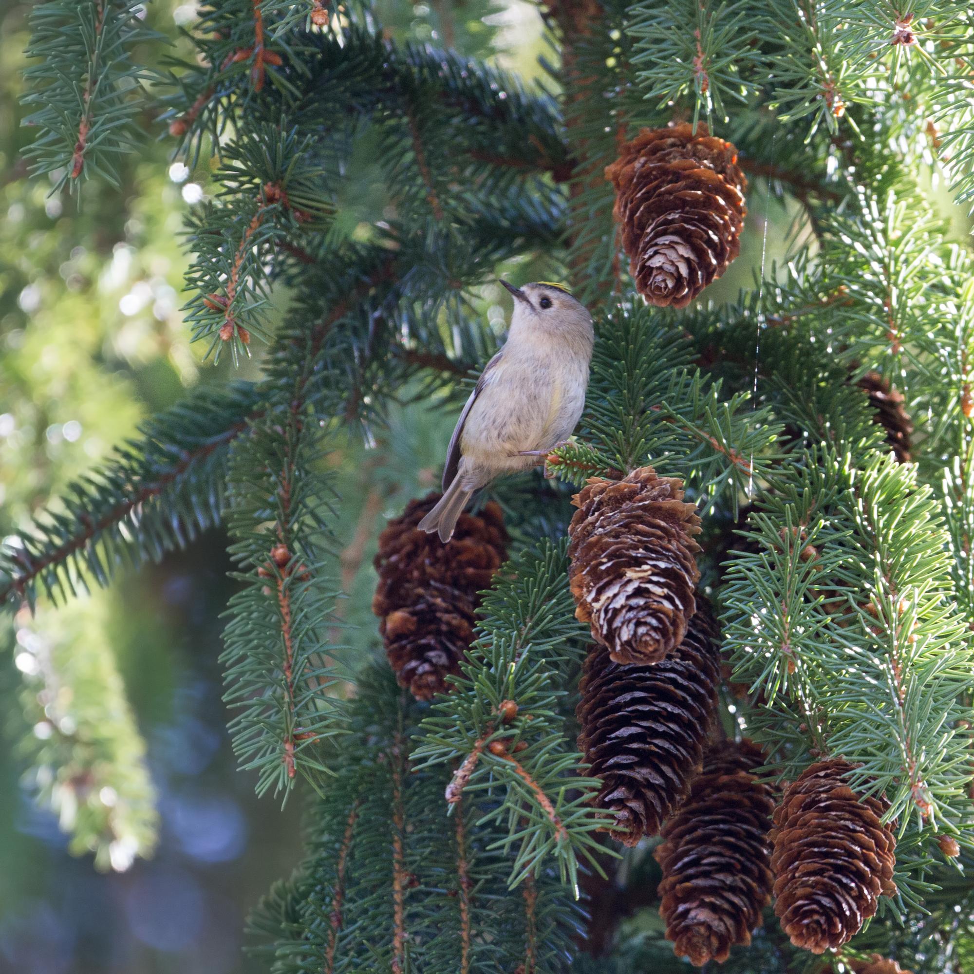 Suomen pienin lintu joutuu syömään pakkasella satoja hämähäkkejä – Kylmä talvi voi tappaa suurimman osan hippiäisistä