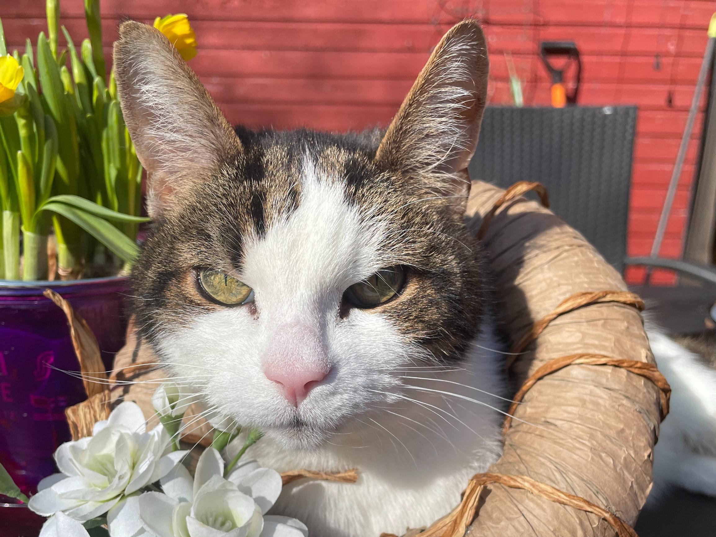 ”Vaistosit heti, jos minulla oli jokin ongelma” – Pelastettu Masa-kissa oli Raijan aarre, joka teki surun hetkellä vastapalveluksen