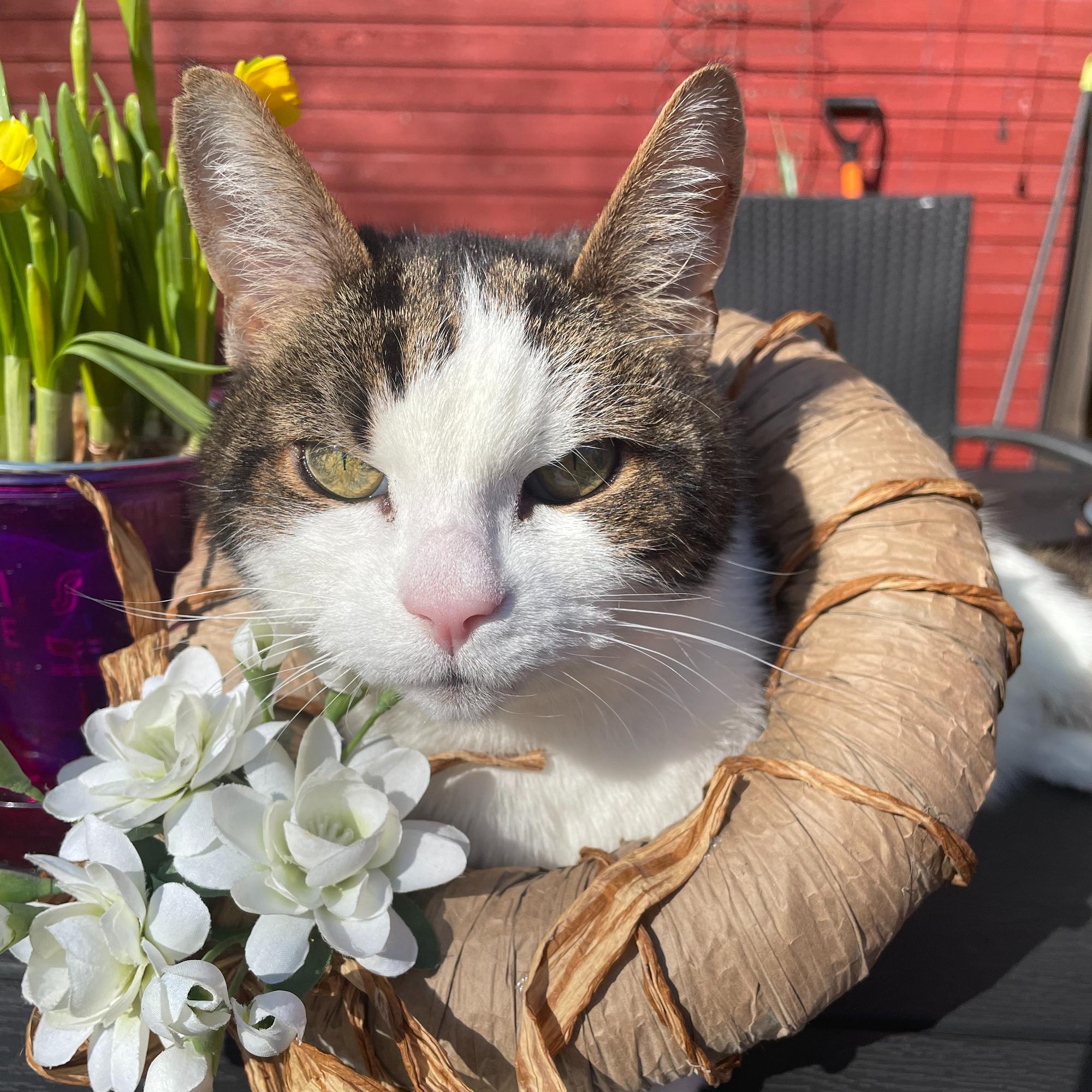 ”Vaistosit heti, jos minulla oli jokin ongelma” – Pelastettu Masa-kissa oli Raijan aarre, joka teki surun hetkellä vastapalveluksen