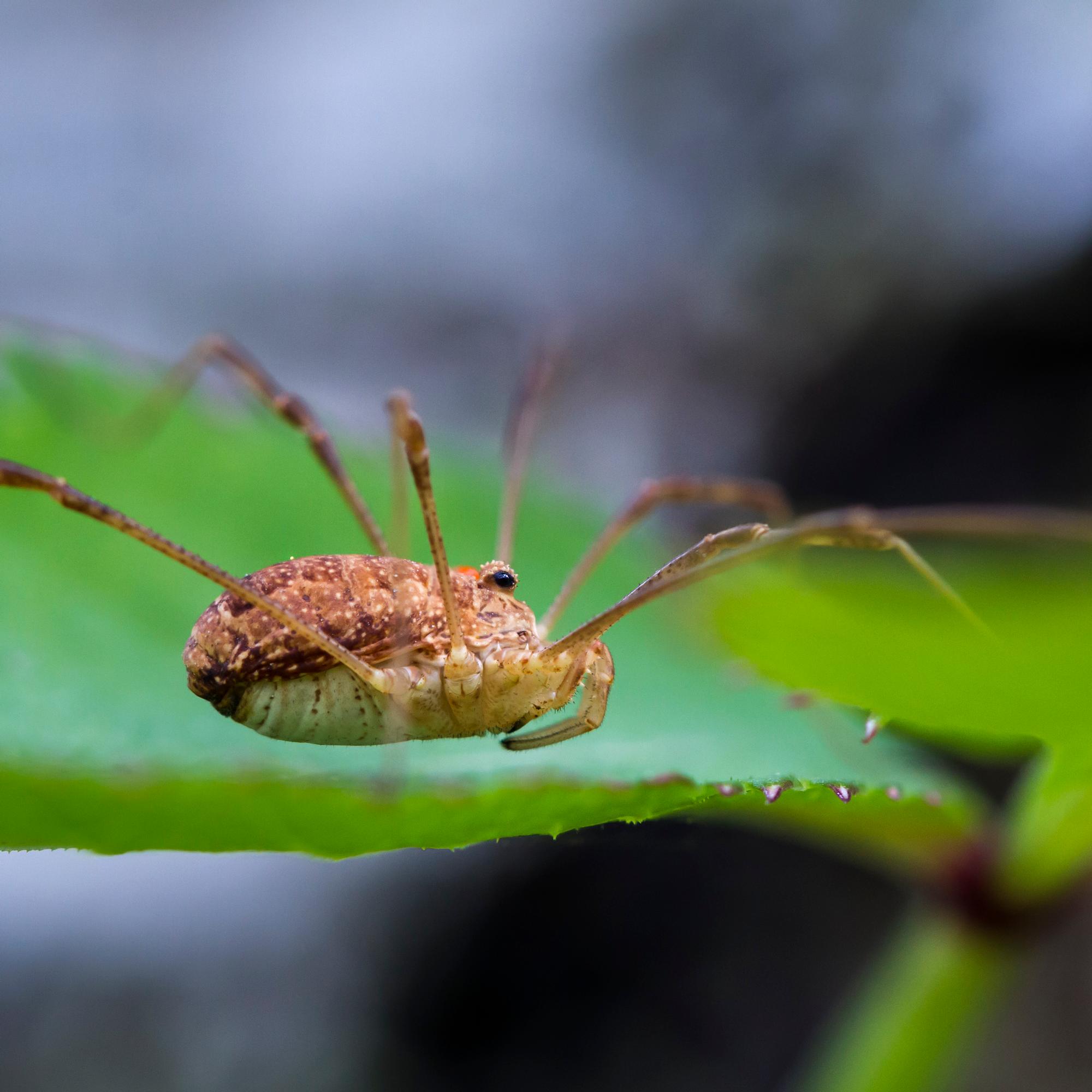 Tiesitkö tämän? Lukki voi hämätä saalistajaa pudottamalla jalkansa