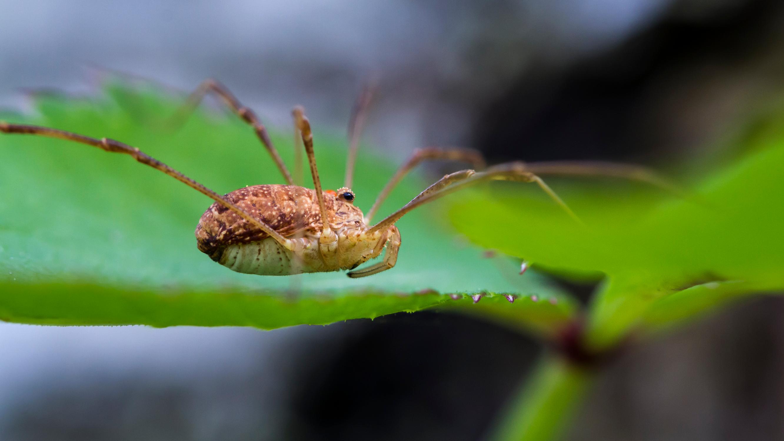 Tiesitkö tämän? Lukki voi hämätä saalistajaa pudottamalla jalkansa