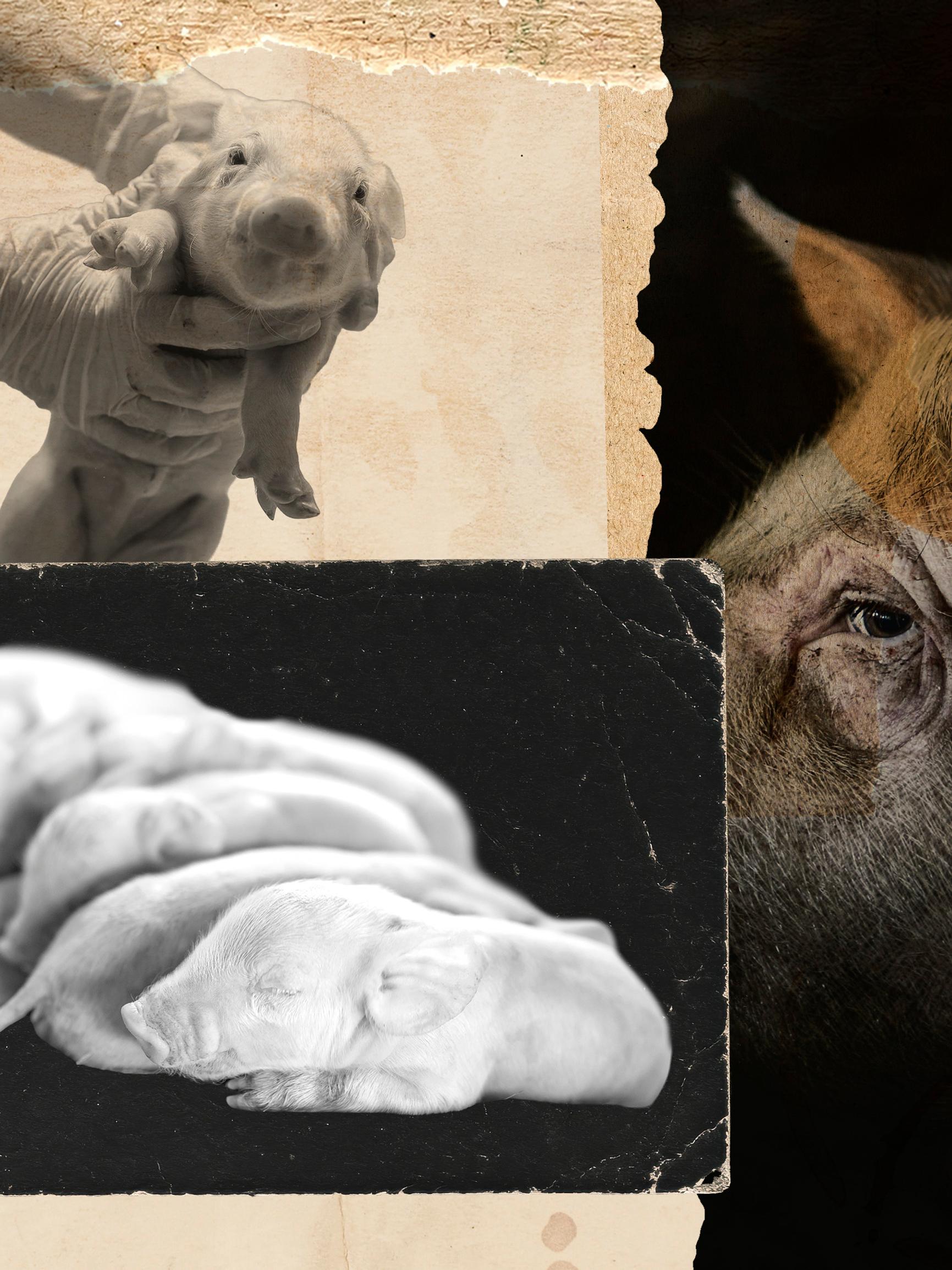 Tuhansia porsaita tapetaan edelleen raa'alla toimenpiteellä – Professori näkee ongelmia myös vaihtoehdoissa: ”Sitä ei koskaan voi tehdä kauniisti”