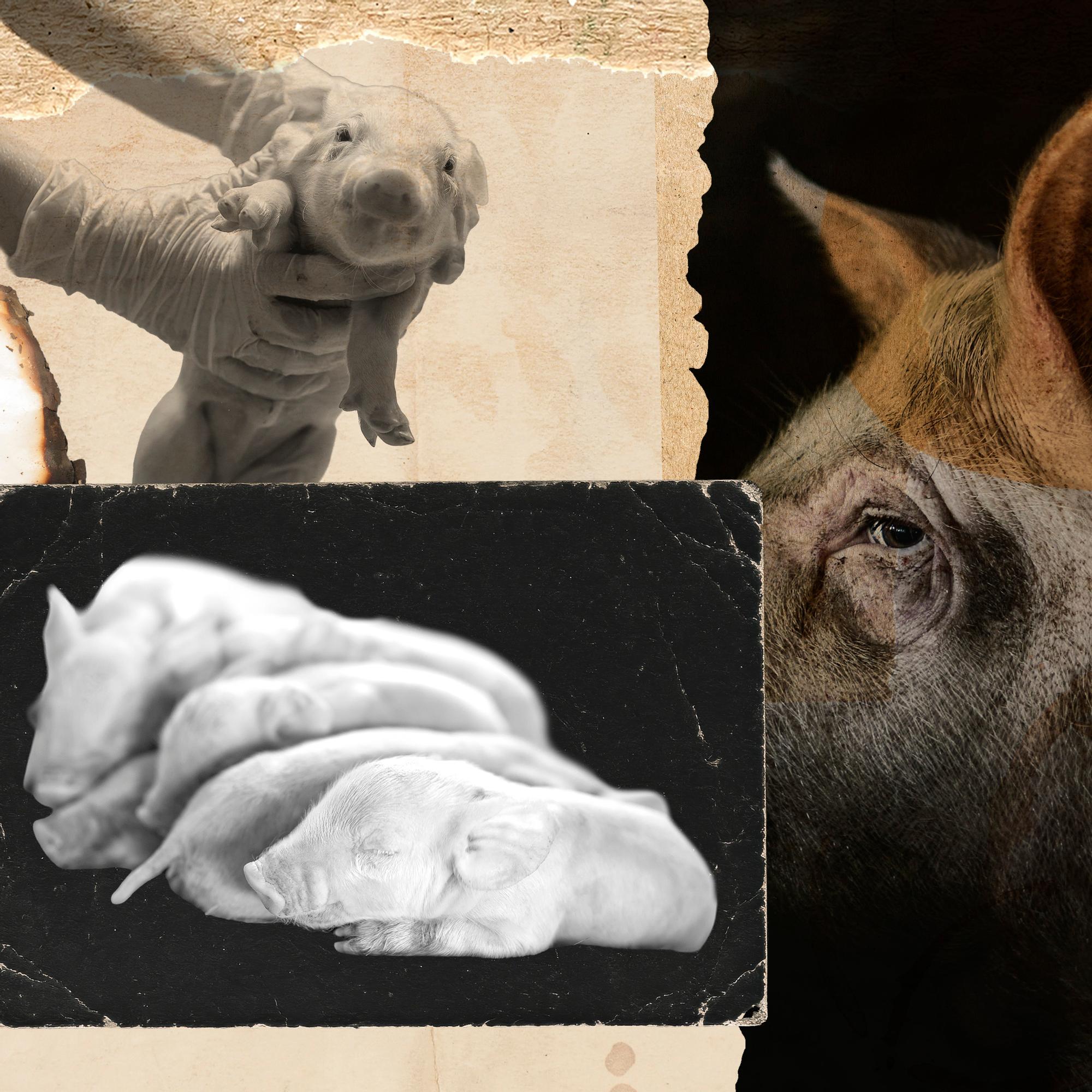 Tuhansia porsaita tapetaan edelleen raa'alla toimenpiteellä – Professori näkee ongelmia myös vaihtoehdoissa: ”Sitä ei koskaan voi tehdä kauniisti”