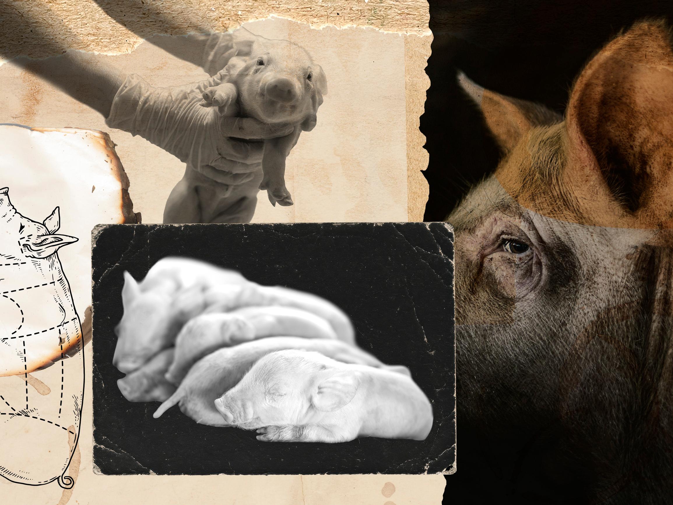 Tuhansia porsaita tapetaan edelleen raa'alla toimenpiteellä – Professori näkee ongelmia myös vaihtoehdoissa: ”Sitä ei koskaan voi tehdä kauniisti”