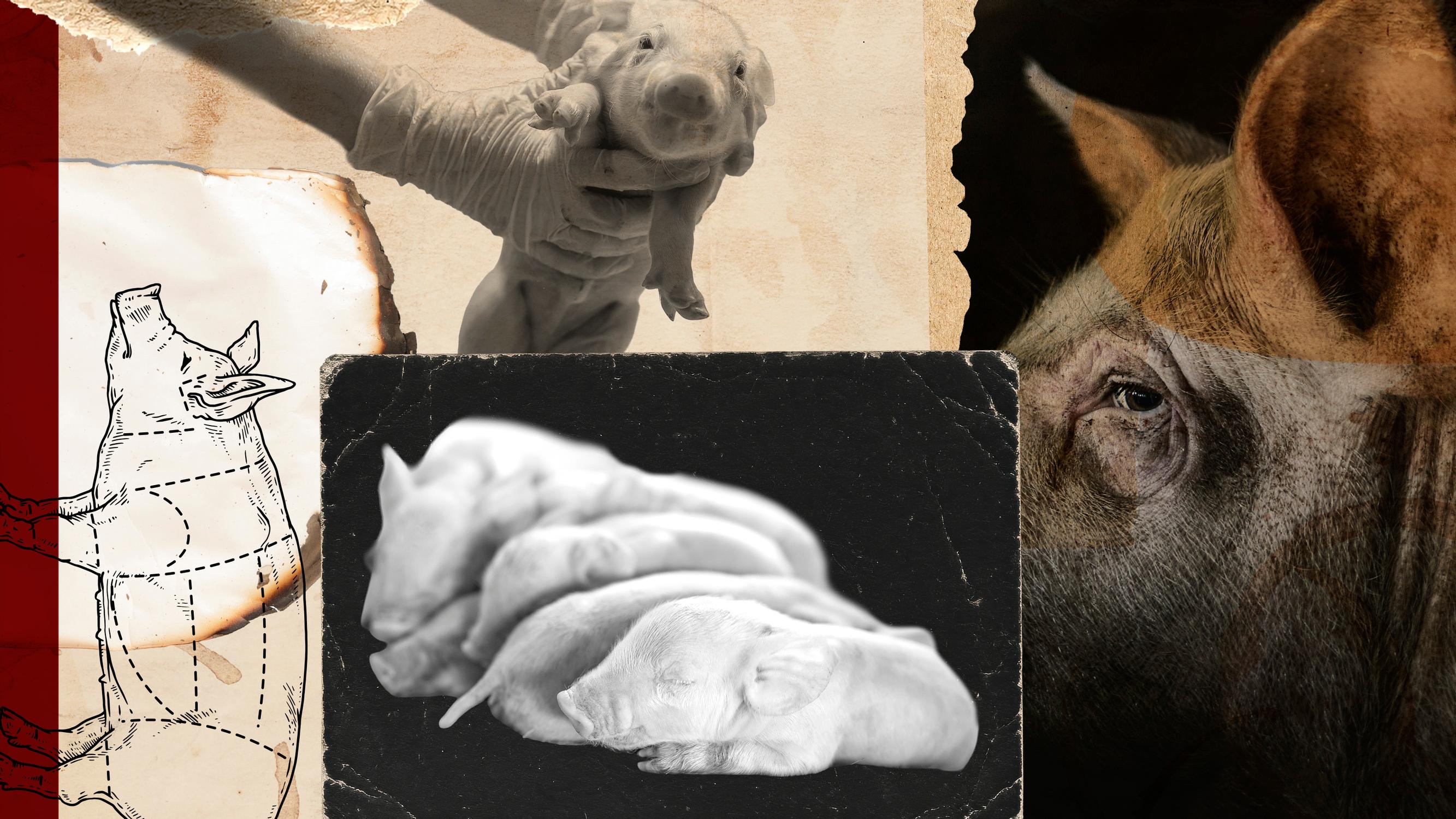 Tuhansia porsaita tapetaan edelleen raa'alla toimenpiteellä – Professori näkee ongelmia myös vaihtoehdoissa: ”Sitä ei koskaan voi tehdä kauniisti”