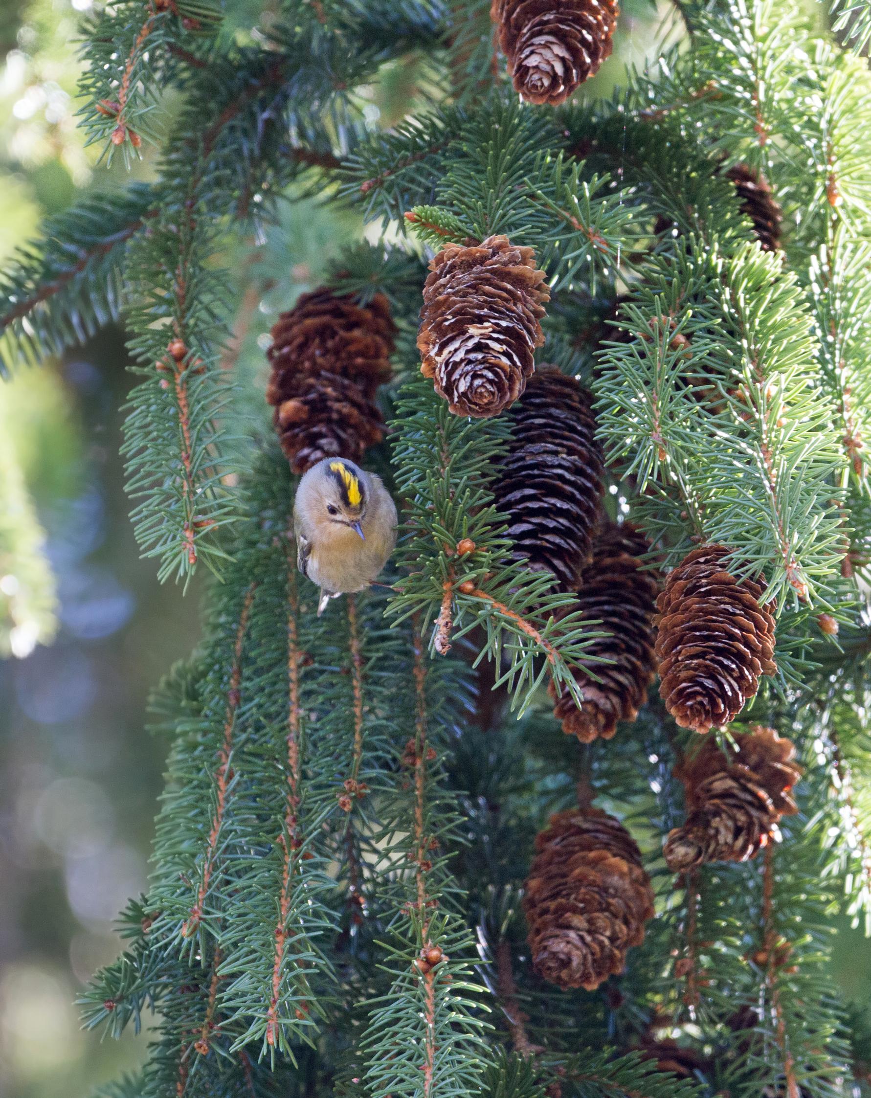 Hippiäisen koon hahmottaa, kun sitä vertaa esimerkiksi kuusen käpyyn.