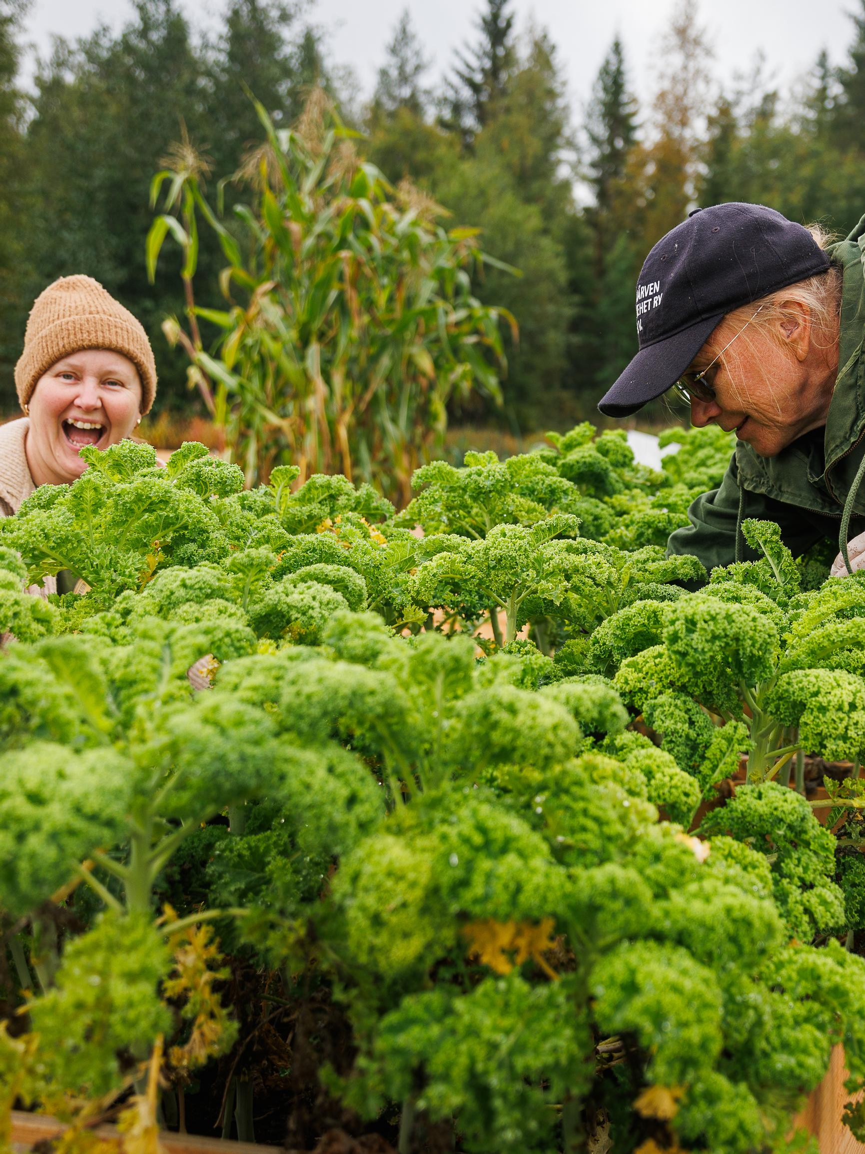 "Parempi puhaltaa yhteen hiileen kuin jökottää yksin omassa tuvassa" – Kainuun Laakajärvellä kaikki on kaukana mutta puutarha yhteinen
