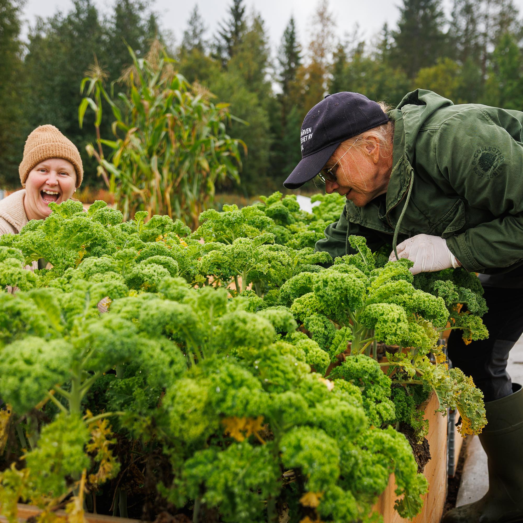 "Parempi puhaltaa yhteen hiileen kuin jökottää yksin omassa tuvassa" – Kainuun Laakajärvellä kaikki on kaukana mutta puutarha yhteinen