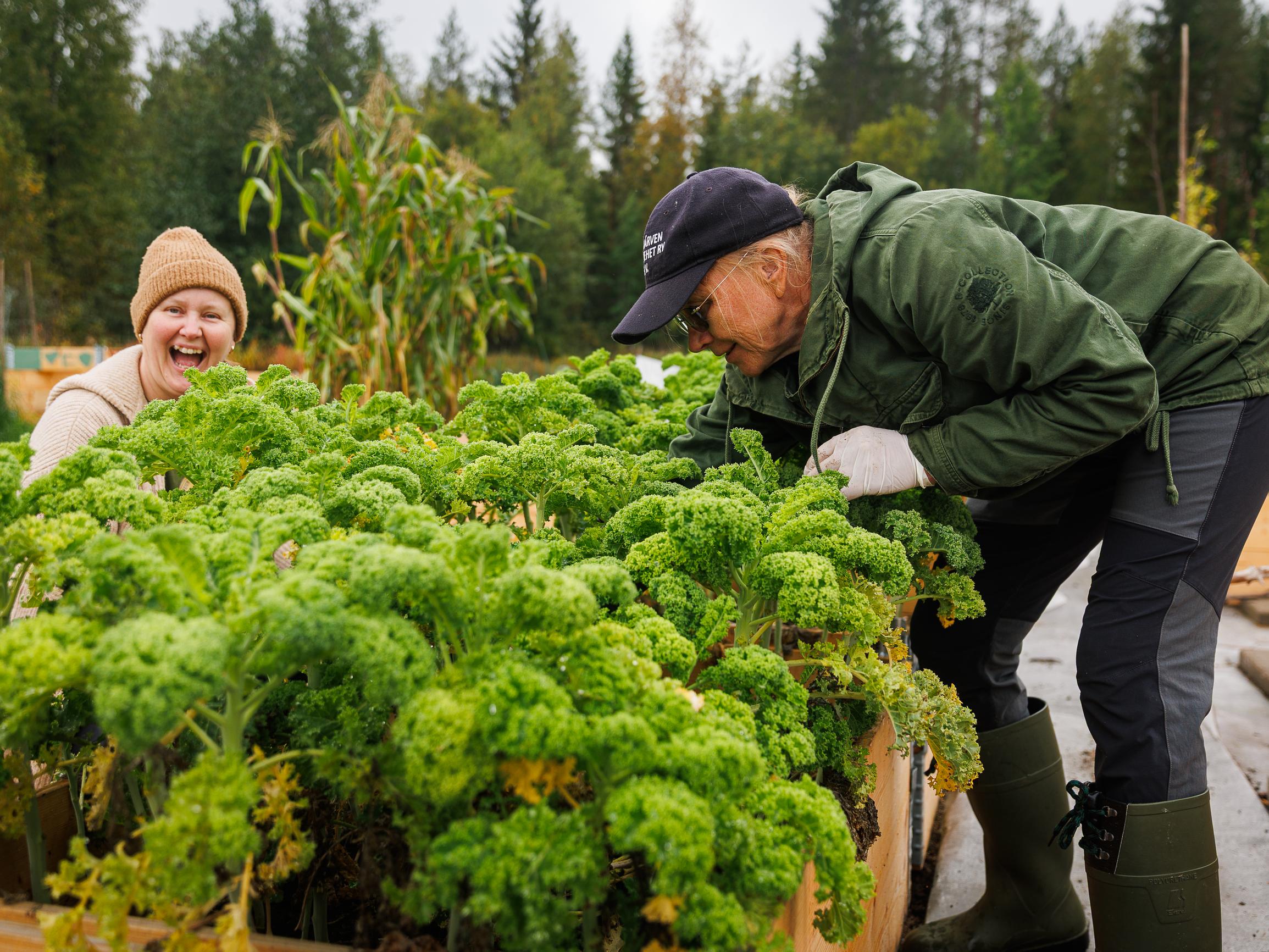 "Parempi puhaltaa yhteen hiileen kuin jökottää yksin omassa tuvassa" – Kainuun Laakajärvellä kaikki on kaukana mutta puutarha yhteinen