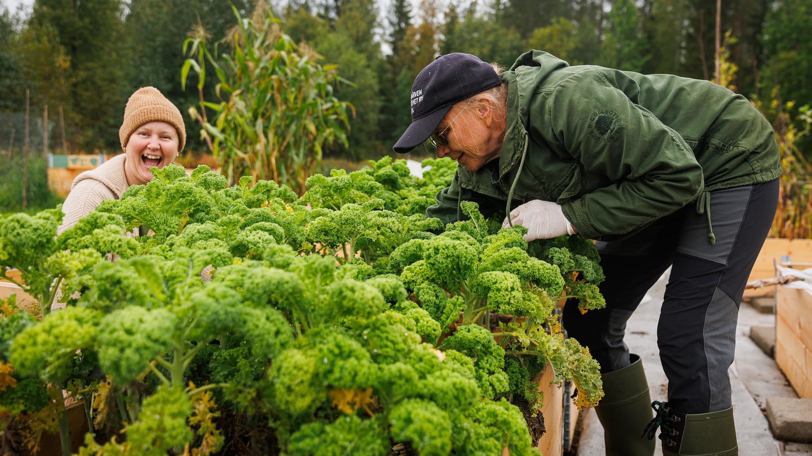 "Parempi puhaltaa yhteen hiileen kuin jökottää yksin omassa tuvassa" – Kainuun Laakajärvellä kaikki on kaukana mutta puutarha yhteinen