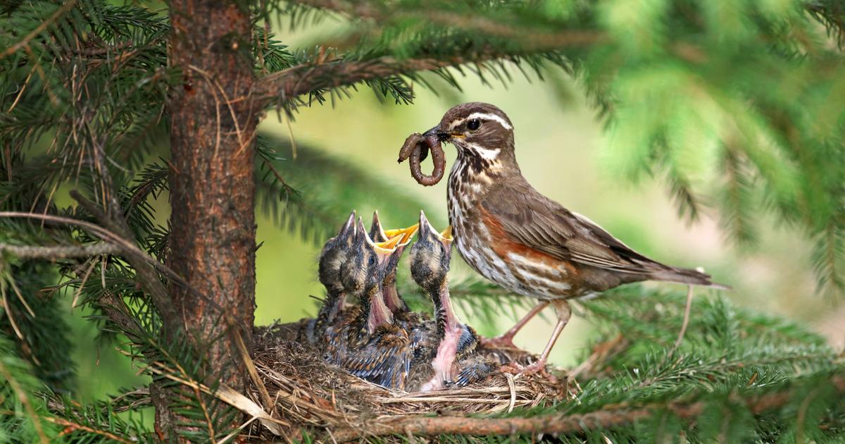 Bire Rastaa Tämä rastas laulaa eri murteella eri puolilla Suomea: tunnetko? | Apu