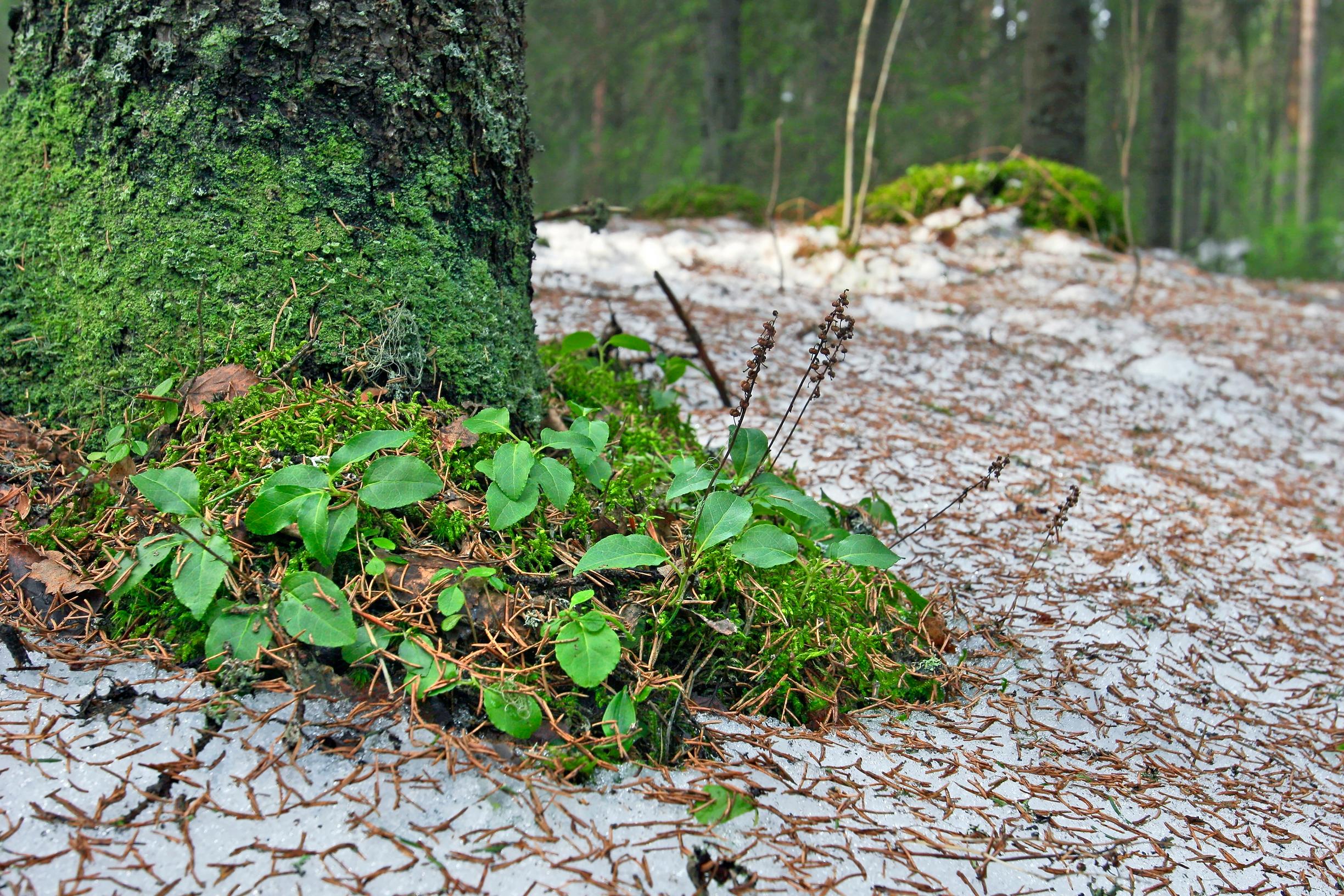 [Image] Talvikit ovat ainavihantia ja paljastuvat lumen alta vihreinä.