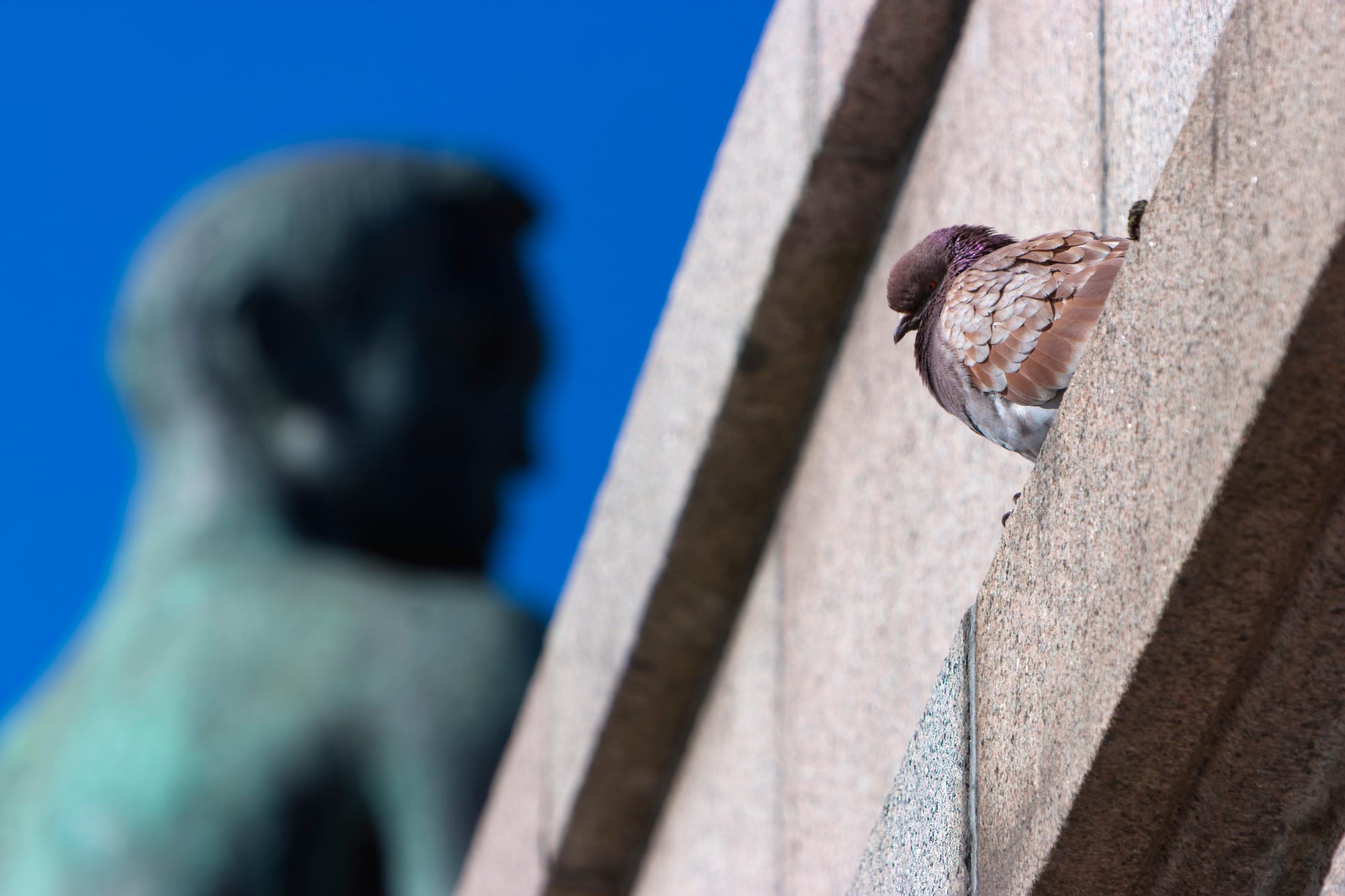 Pulu ei ole vieraslaji, vaan sen nykyinen elintapa on seurausta ihmisen toiminnasta.