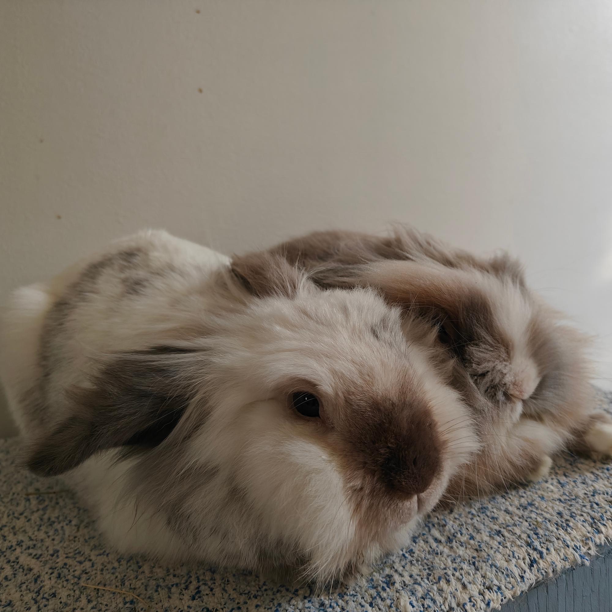 Paavo-kaniin ei saanut koskea kahteen vuoteen – Lopulta siitä kuoriutui hassutteleva perhekani, joka rakasti iltahepuleitaan