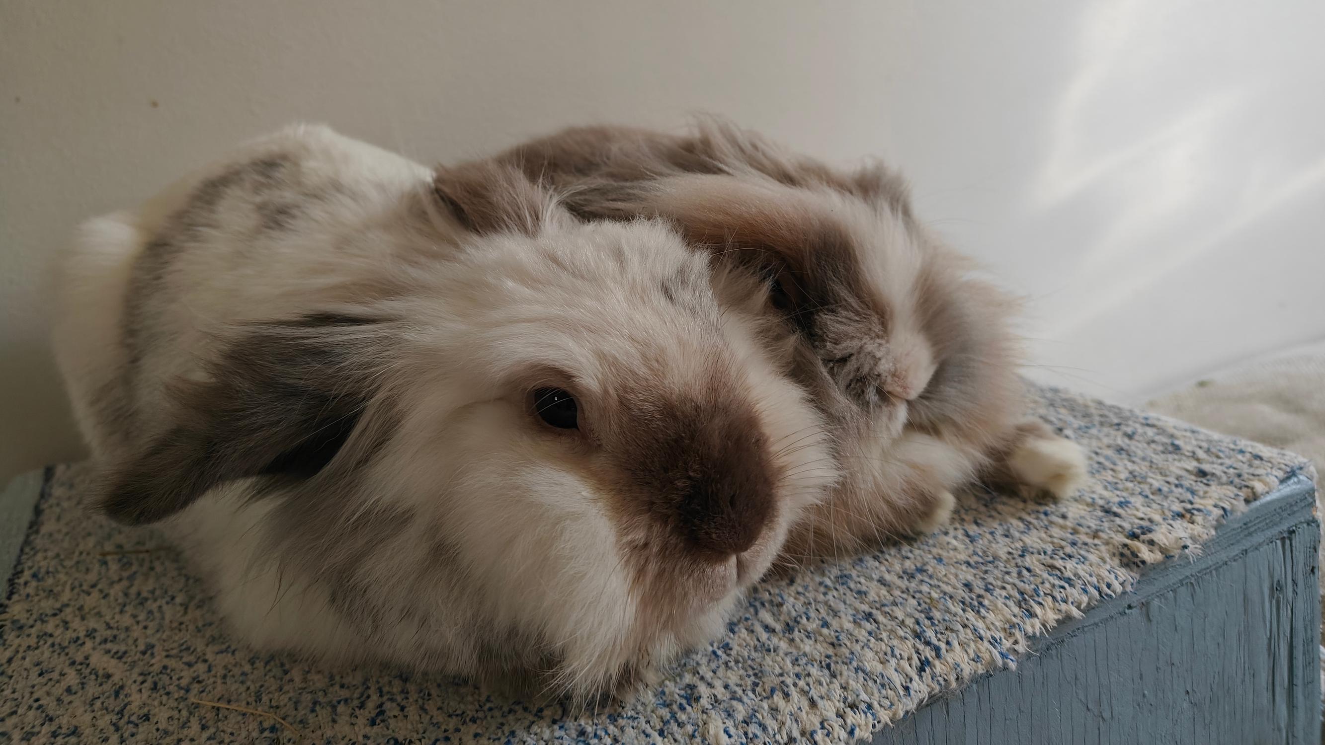 Paavo-kaniin ei saanut koskea kahteen vuoteen – Lopulta siitä kuoriutui hassutteleva perhekani, joka rakasti iltahepuleitaan