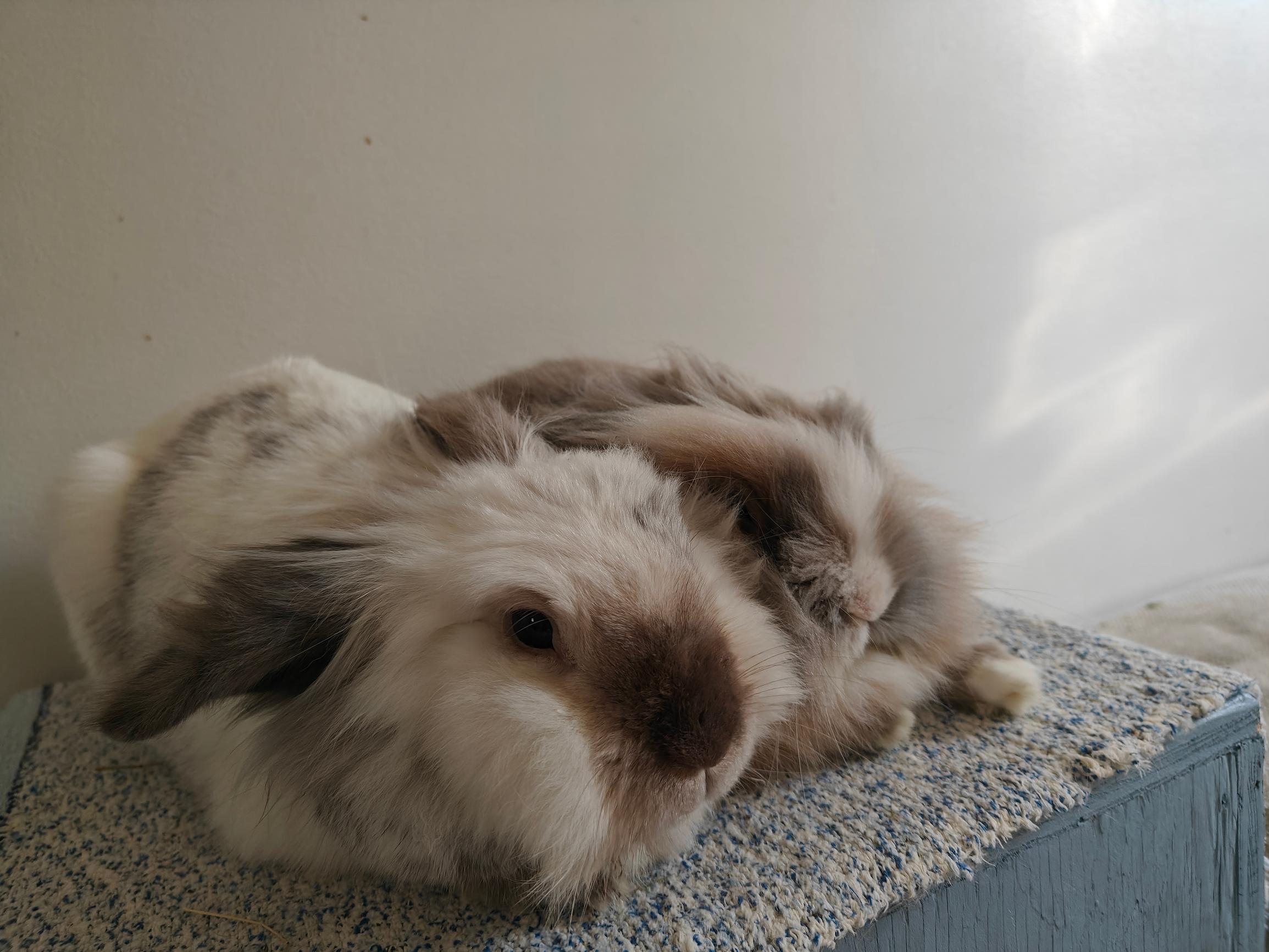 Paavo-kaniin ei saanut koskea kahteen vuoteen – Lopulta siitä kuoriutui hassutteleva perhekani, joka rakasti iltahepuleitaan