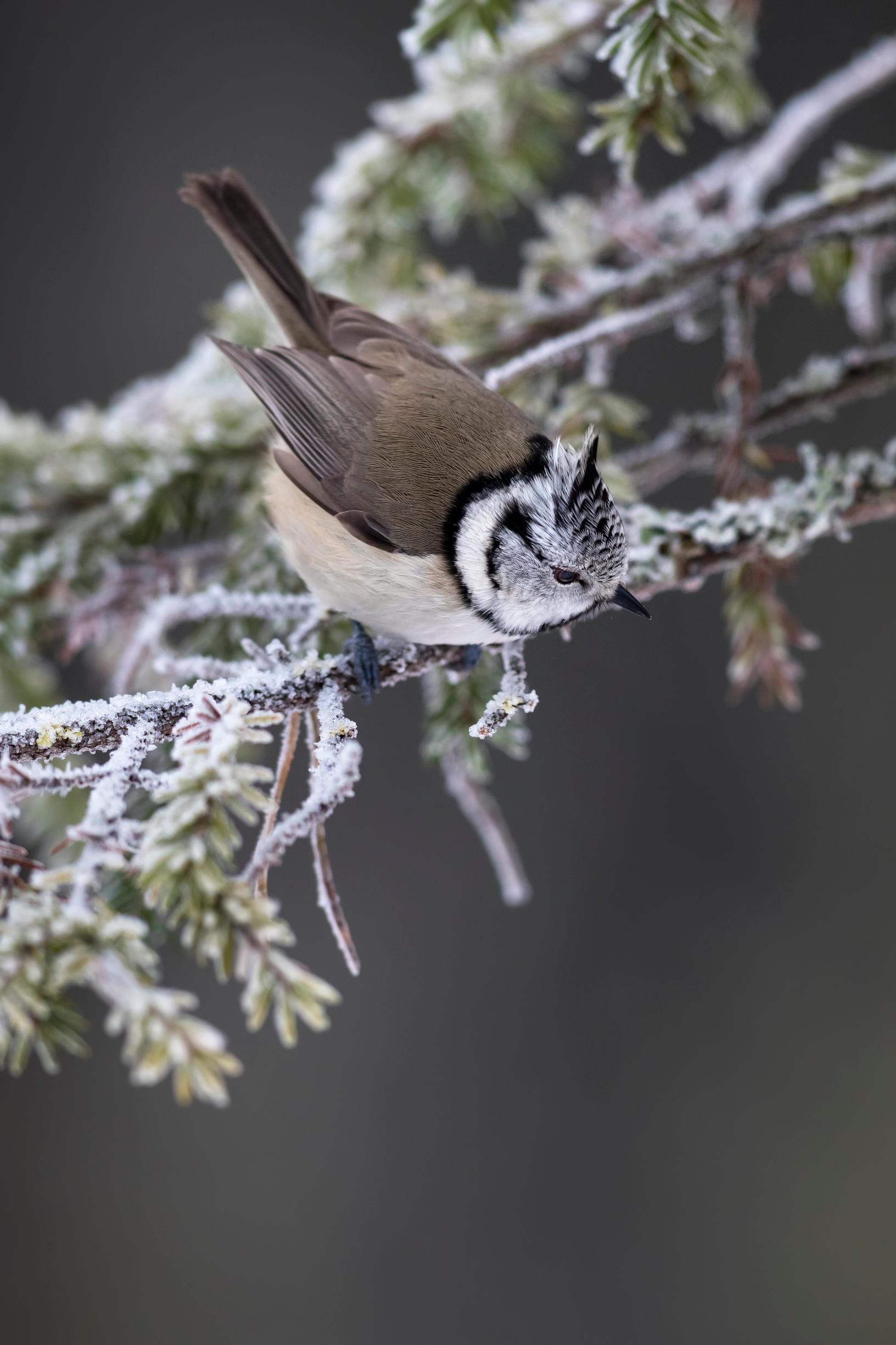 [Image] Töyhtötiaiselle lyhyt talvipäivä on lähes tauotonta ruoanetsintää.