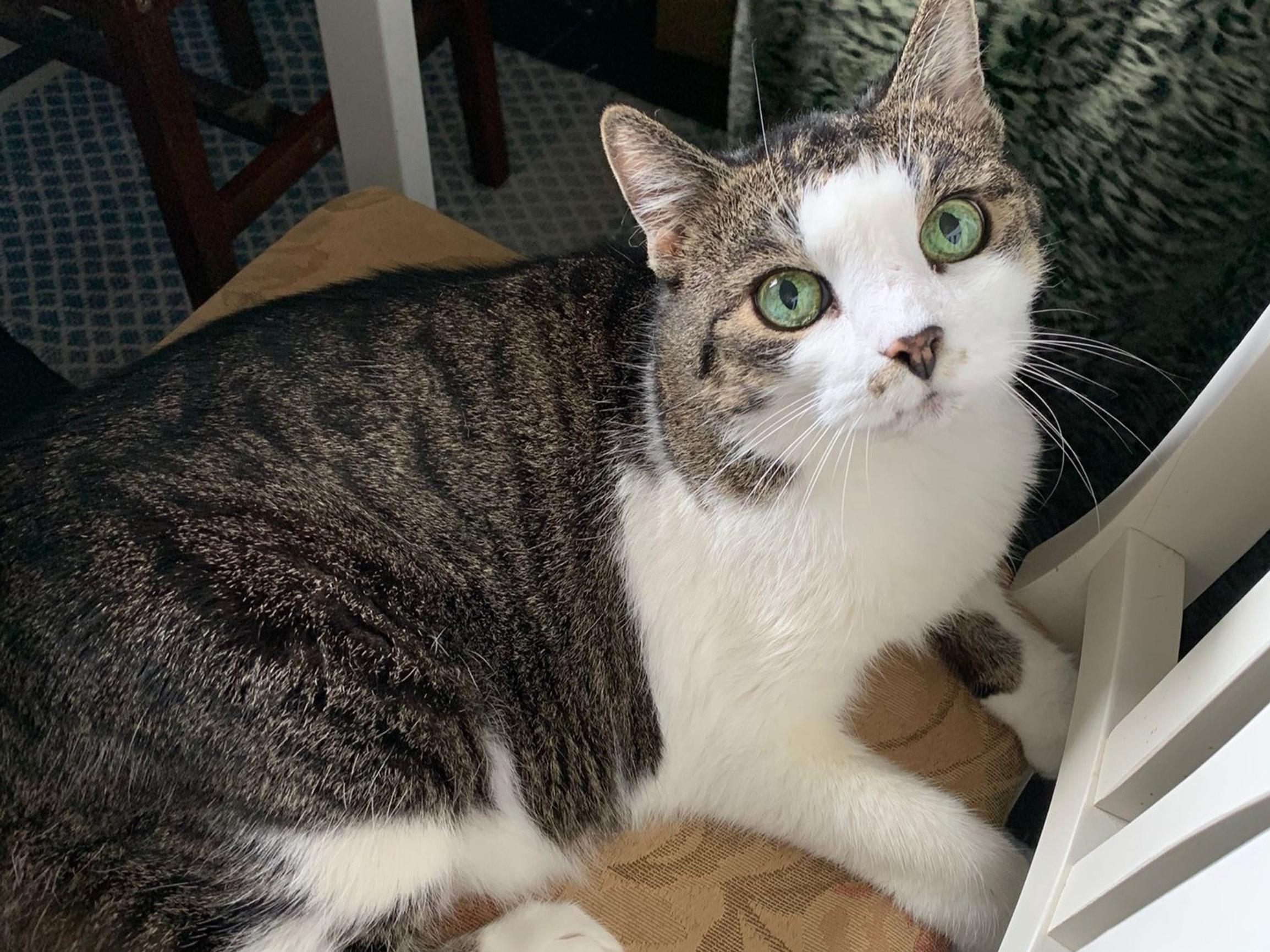 Kodinvaihtajakissa Tikru pomotti koirakaveriaan, mutta oli Ritvan elämän myrskyjen keskellä korvaamaton ystävä ja lohduttaja