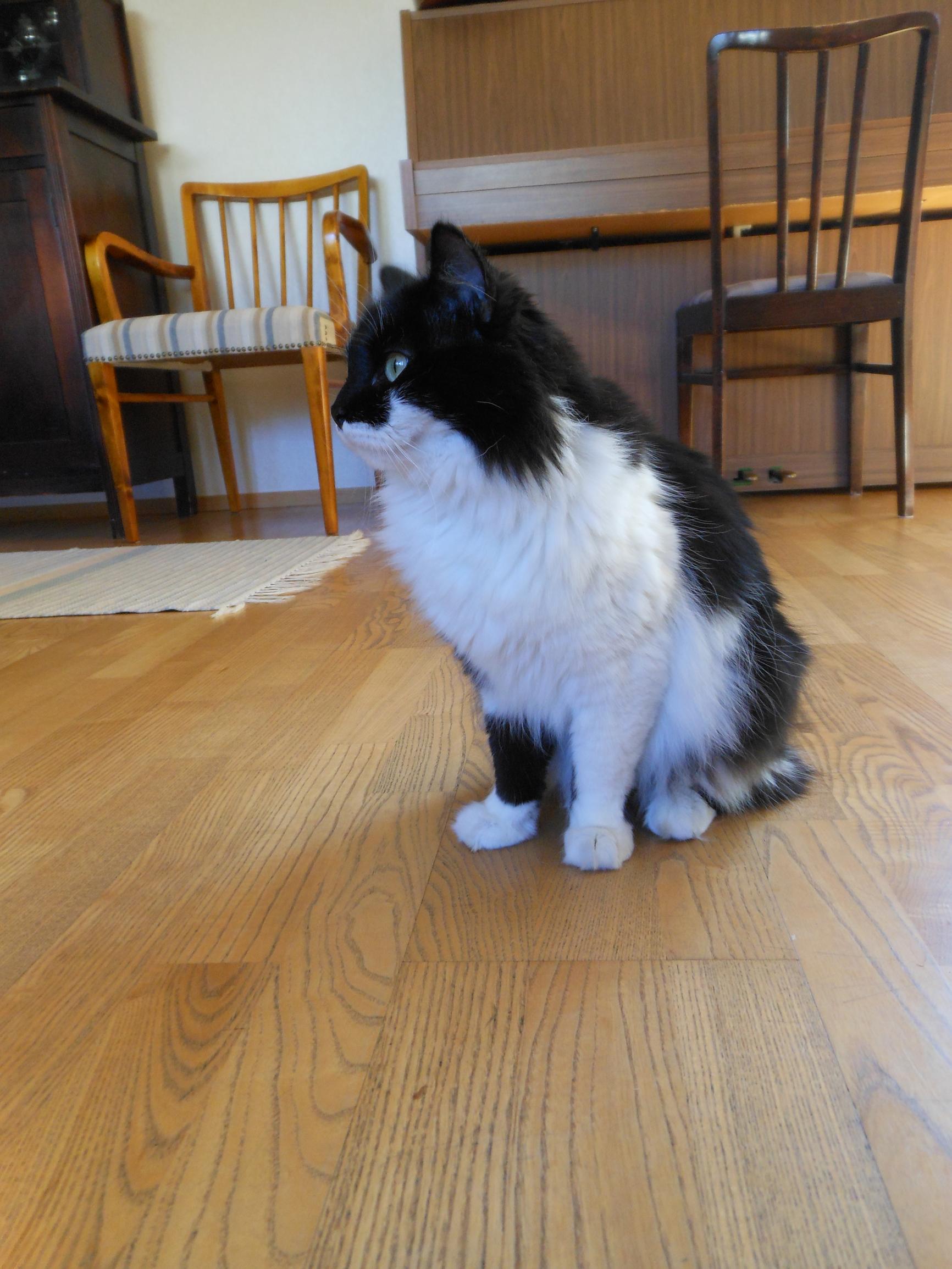 Kattis-kissa istuu kotona Suomessa.