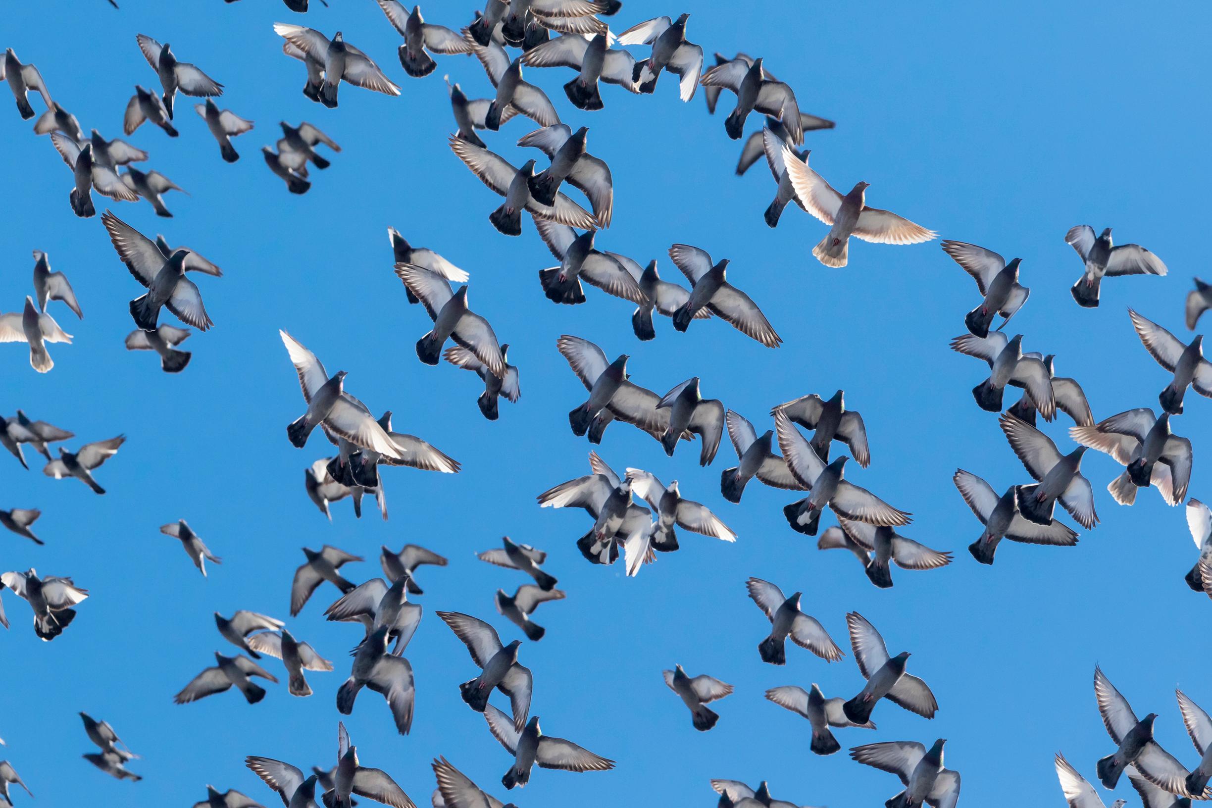 Kaupungit ovat puluille otollisia ympäristöjä, mutta lintujen suuri määrä on aiheuttanut ongelmia.