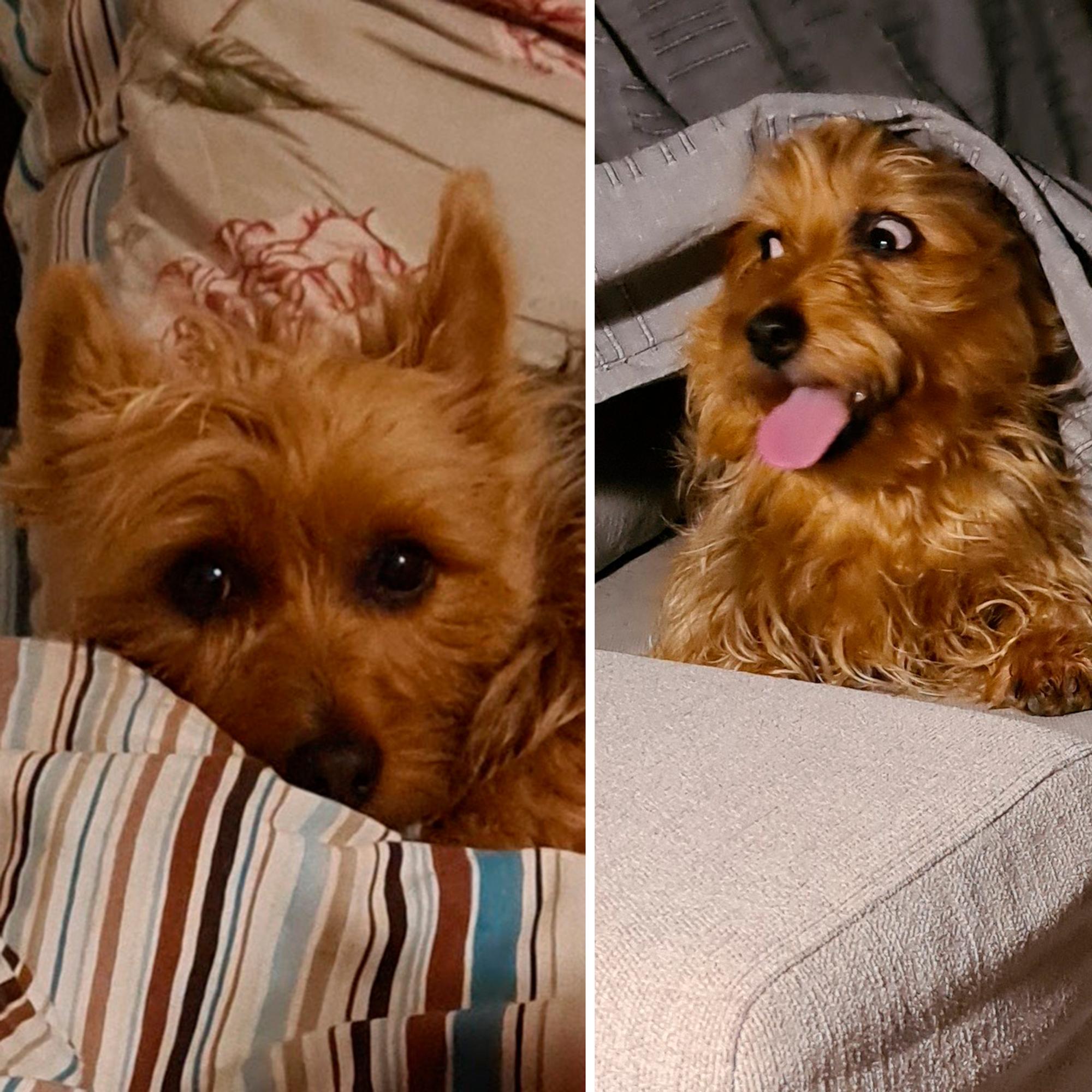 Australianterrieri Selma oli reipas rehveli, jonka lempikutsu oli ”autoon!” – Karkumatkalta se palasi partavedeltä tuoksuen