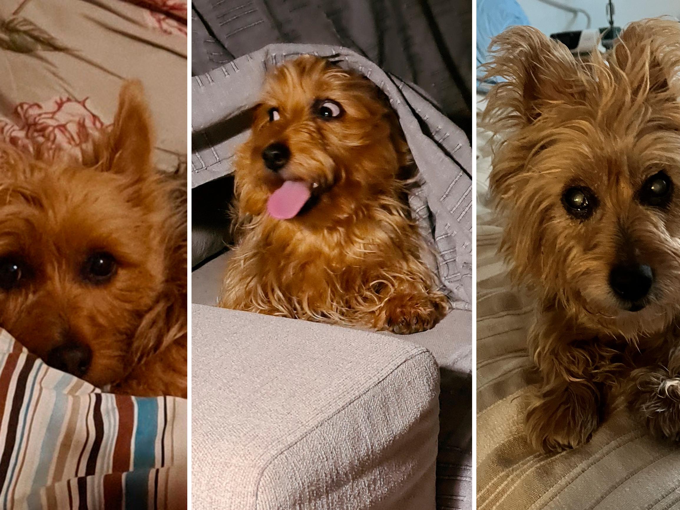 Australianterrieri Selma oli reipas rehveli, jonka lempikutsu oli ”autoon!” – Karkumatkalta se palasi partavedeltä tuoksuen