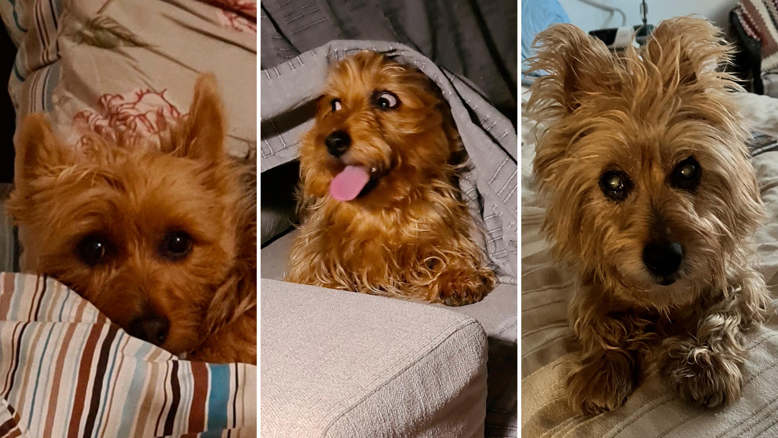 Australianterrieri Selma oli reipas rehveli, jonka lempikutsu oli ”autoon!” – Karkumatkalta se palasi partavedeltä tuoksuen