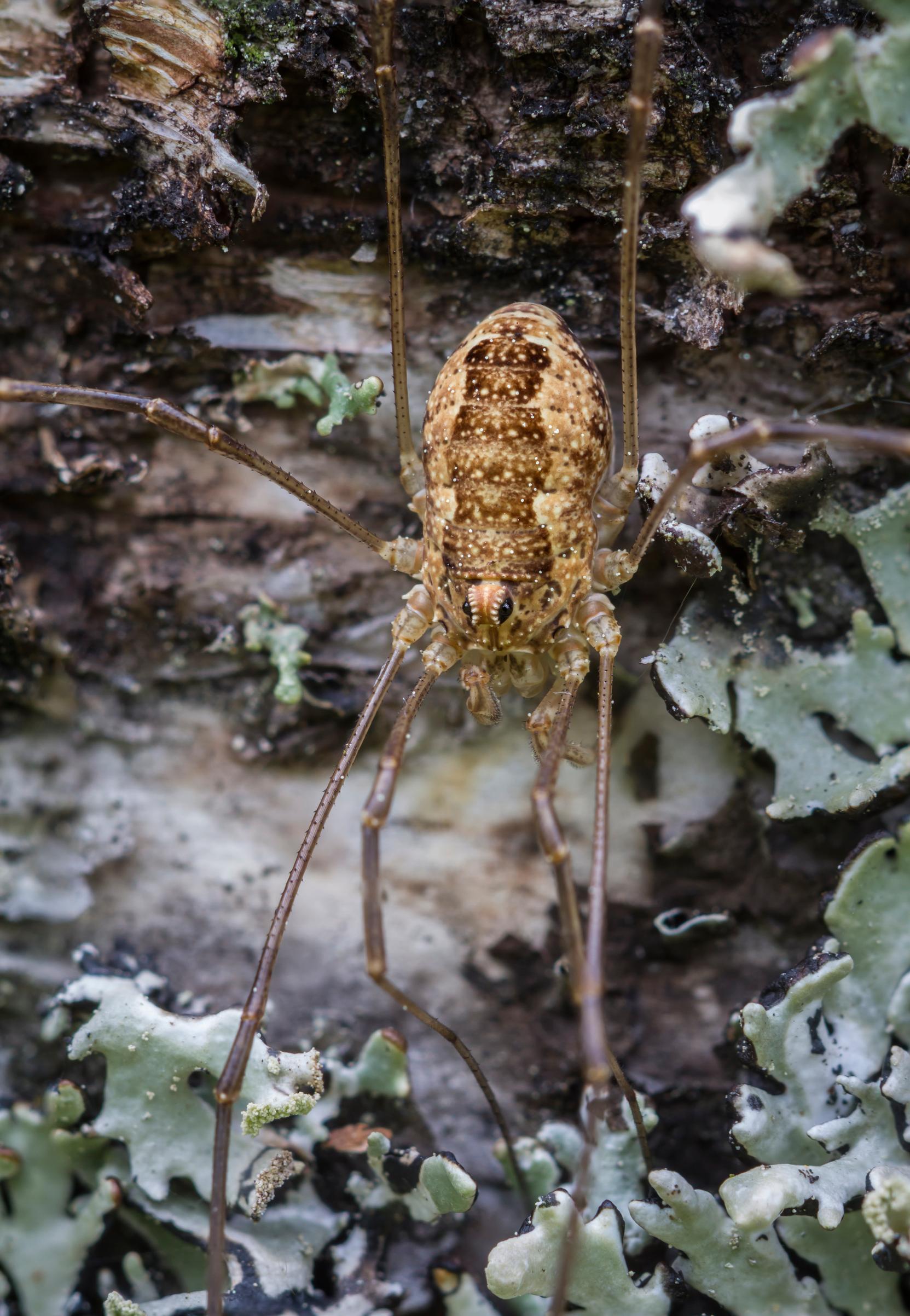 Lukki lähikuvassa puun rungolla. Lukin toisen jalkaparin pitkissä raajoissa on runsaasti aistinelimiä, joilla se tunnustelee maastoa edetessään.