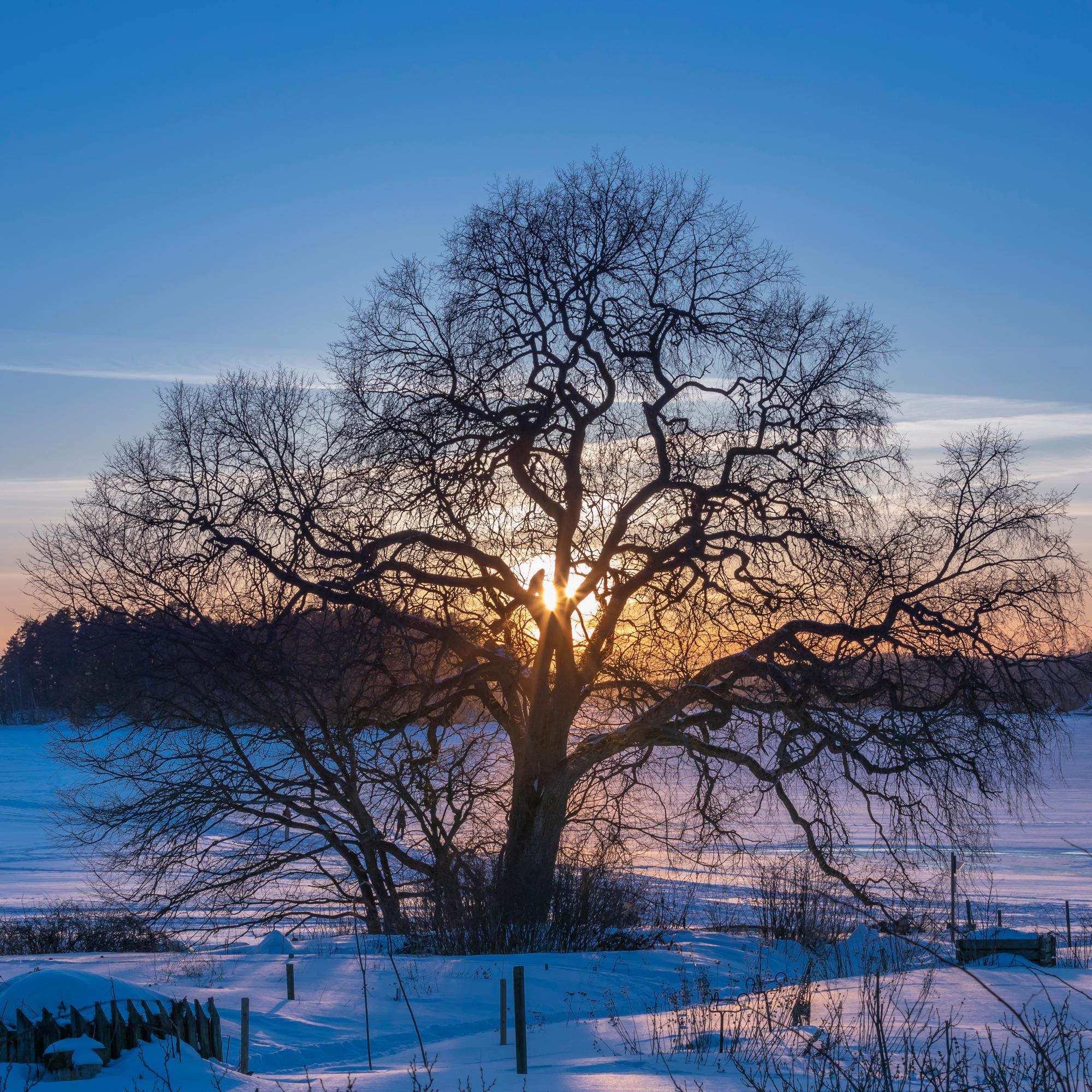 Näin koivut ja haavat pudottavat lehtensä ja selviävät talven pakkasista