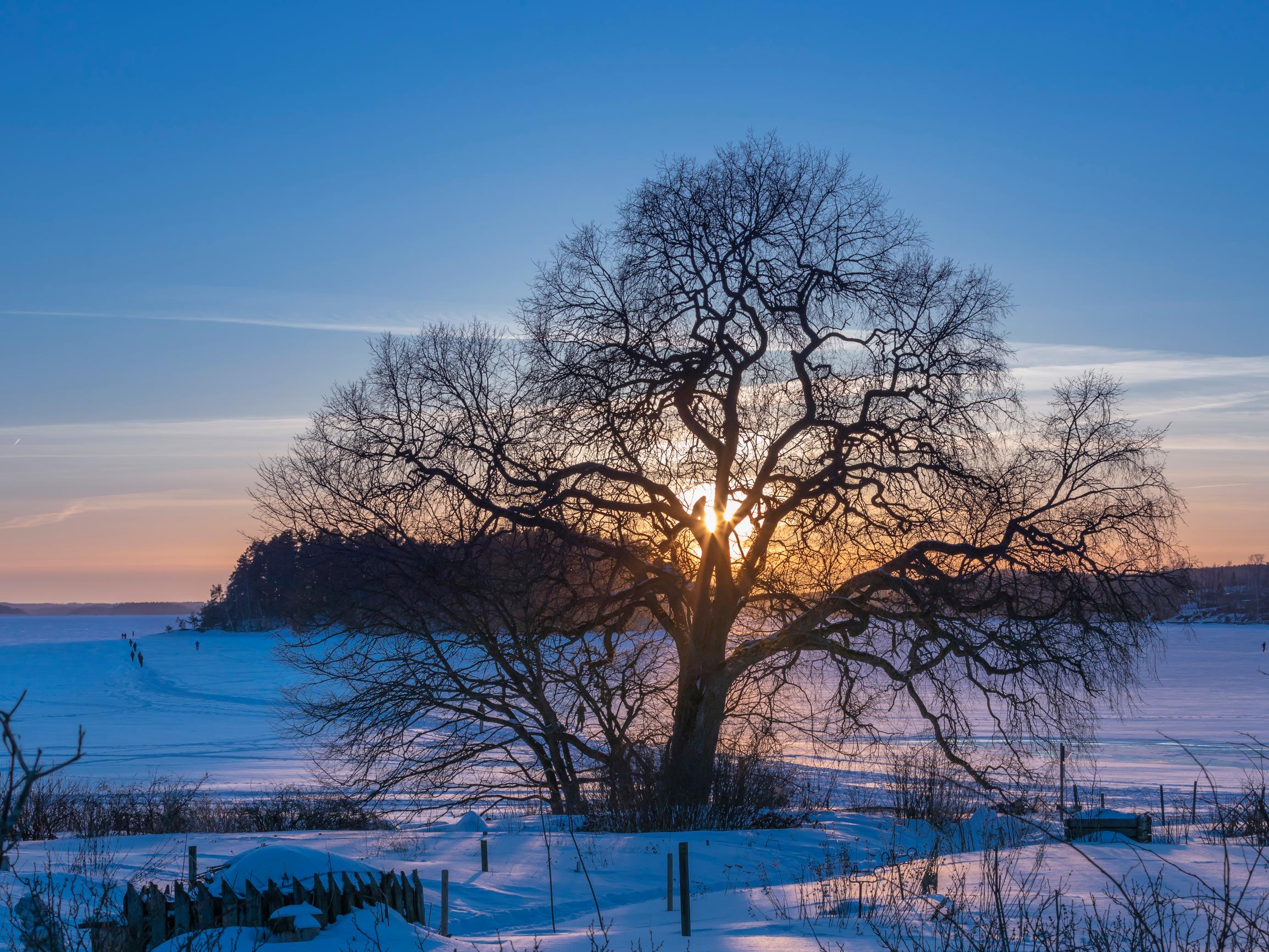 Näin koivut ja haavat pudottavat lehtensä ja selviävät talven pakkasista