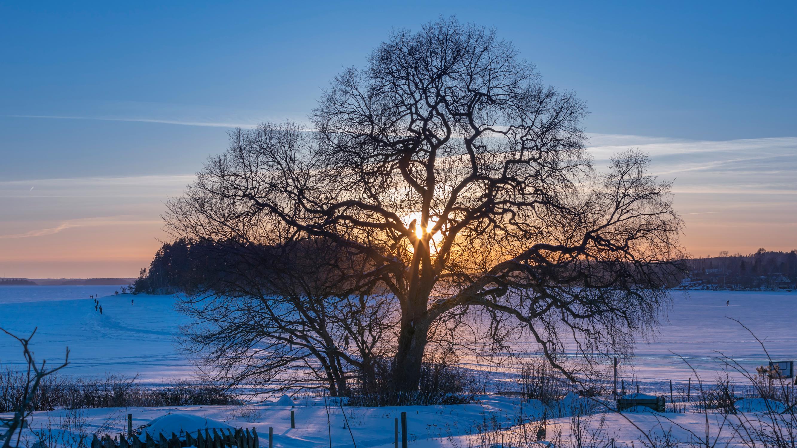 Näin koivut ja haavat pudottavat lehtensä ja selviävät talven pakkasista