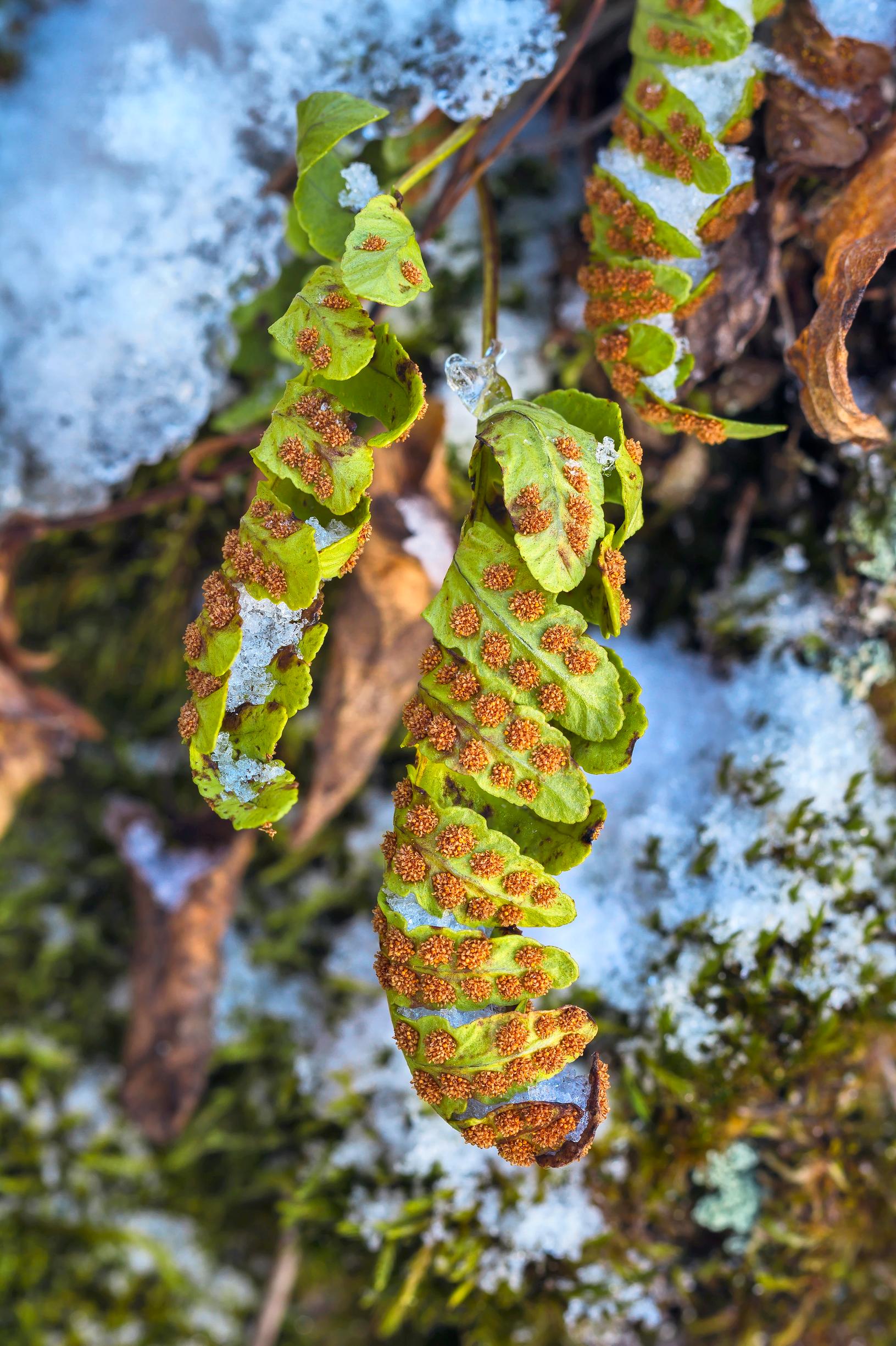 [Image] Kalliojyrkänteillä ilman lumen suojaa talvehtiva kallioimarre on varsin karaistunut kasvi. Se näyttää kuolleelta mutta voi yhteyttää heti, kun sää lauhtuu ­lähelle nollaa.