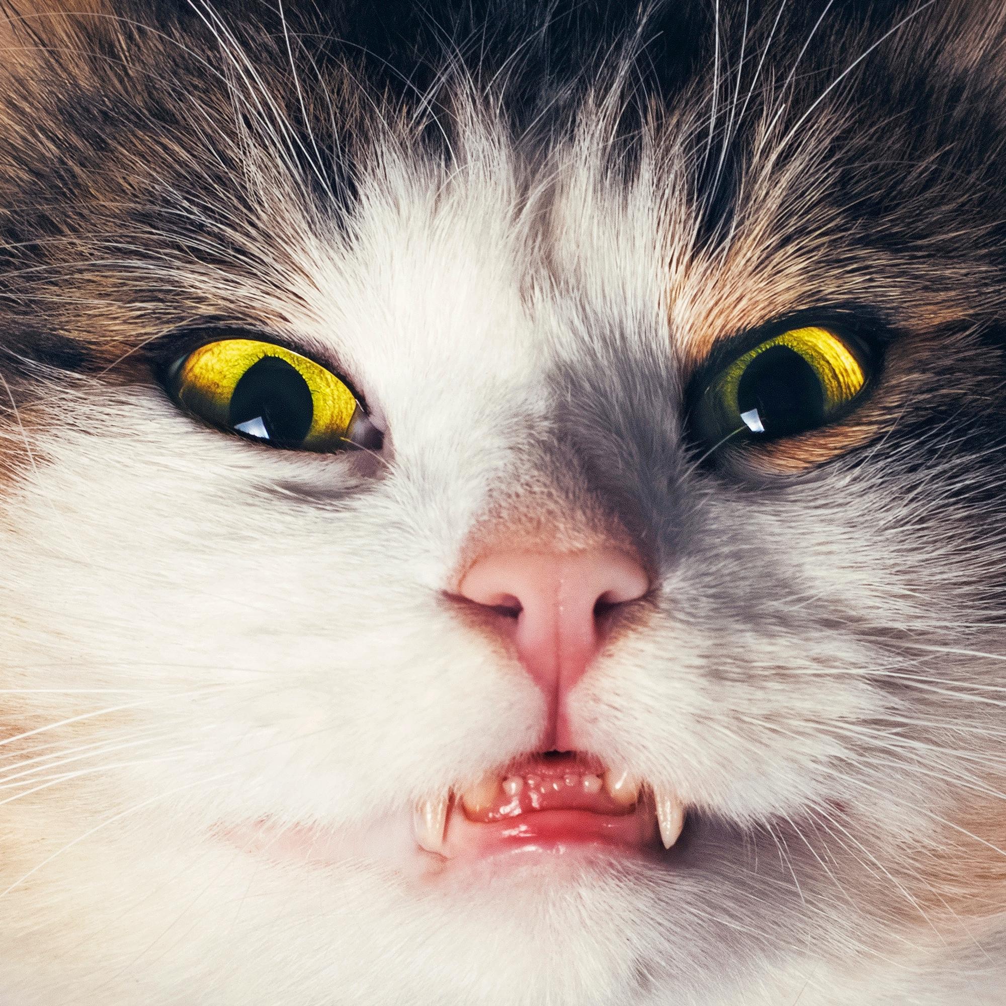 Hampaan juurihoidolla on syyttä ikävä maine – Erikoishammaslääkäri kertoo, mitä siinä tapahtuu ja miksi se kannattaa tehdä 