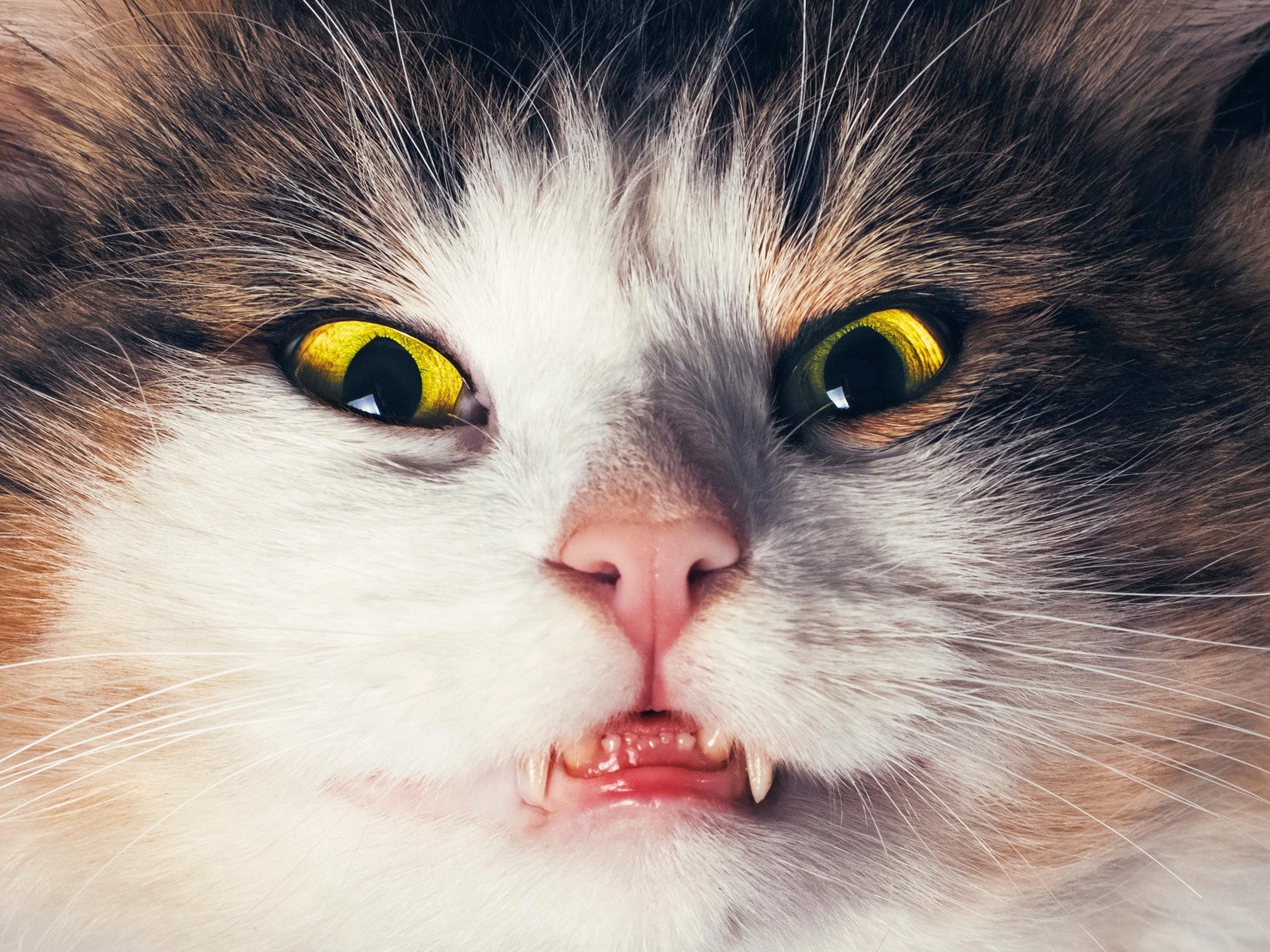 Hampaan juurihoidolla on syyttä ikävä maine – Erikoishammaslääkäri kertoo, mitä siinä tapahtuu ja miksi se kannattaa tehdä 