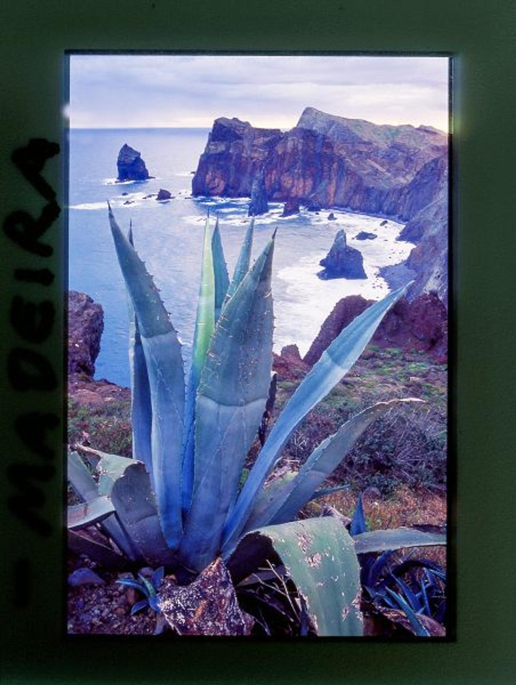 Madeira on patikoijan paratiisi keskellä valtamerta